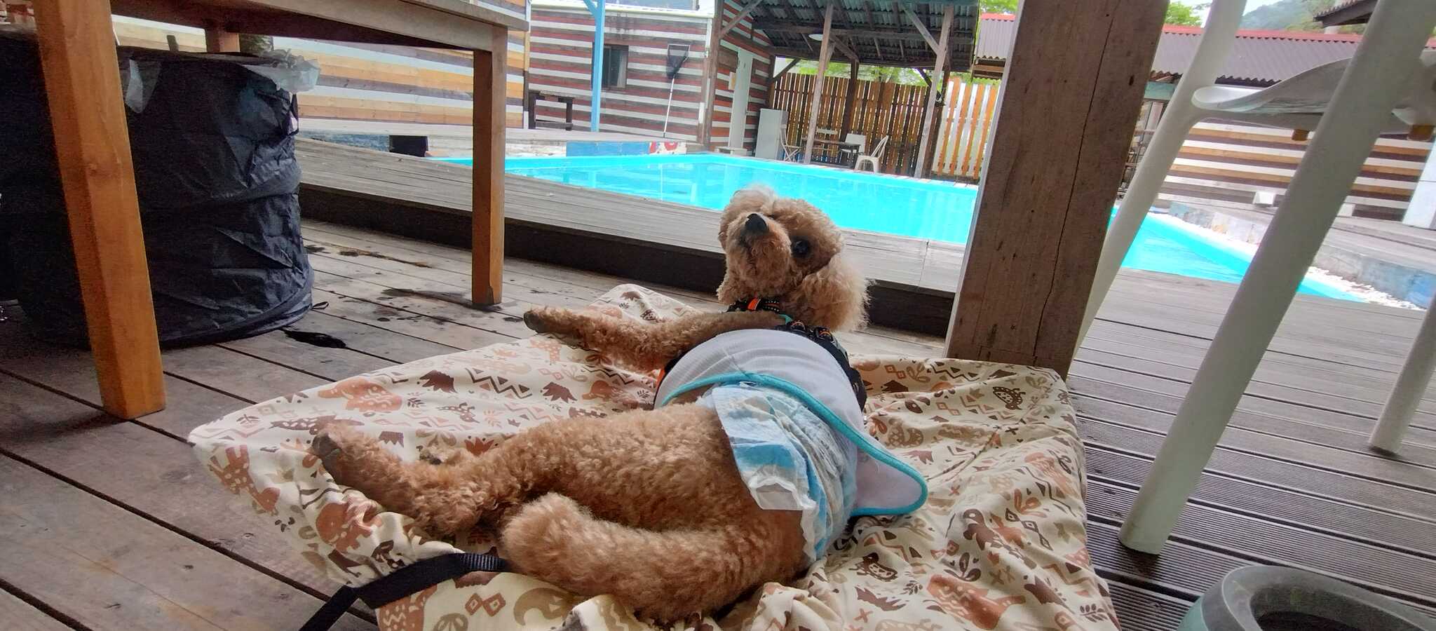 犬連れもOK