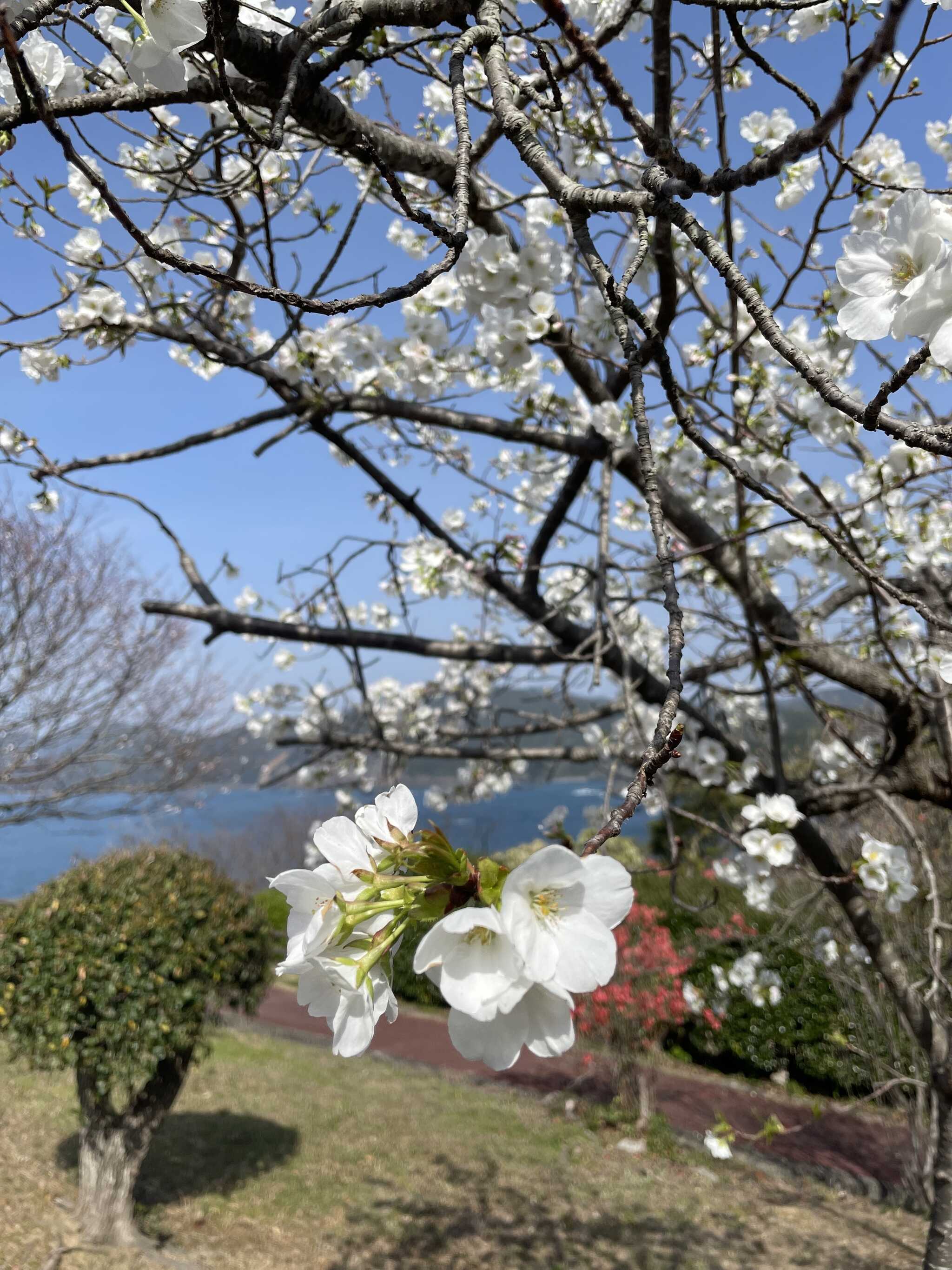 お花見キャンプ