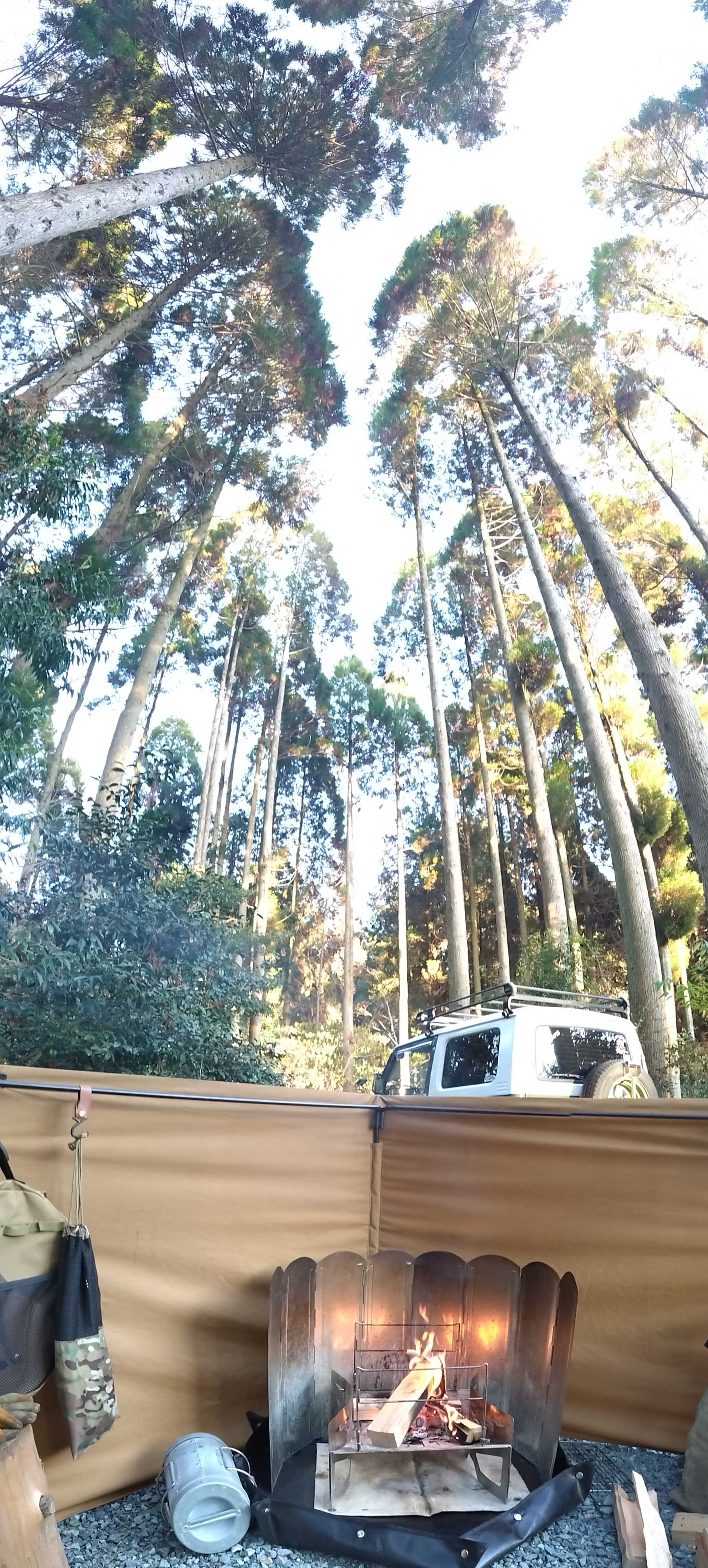 背の高い杉林です。