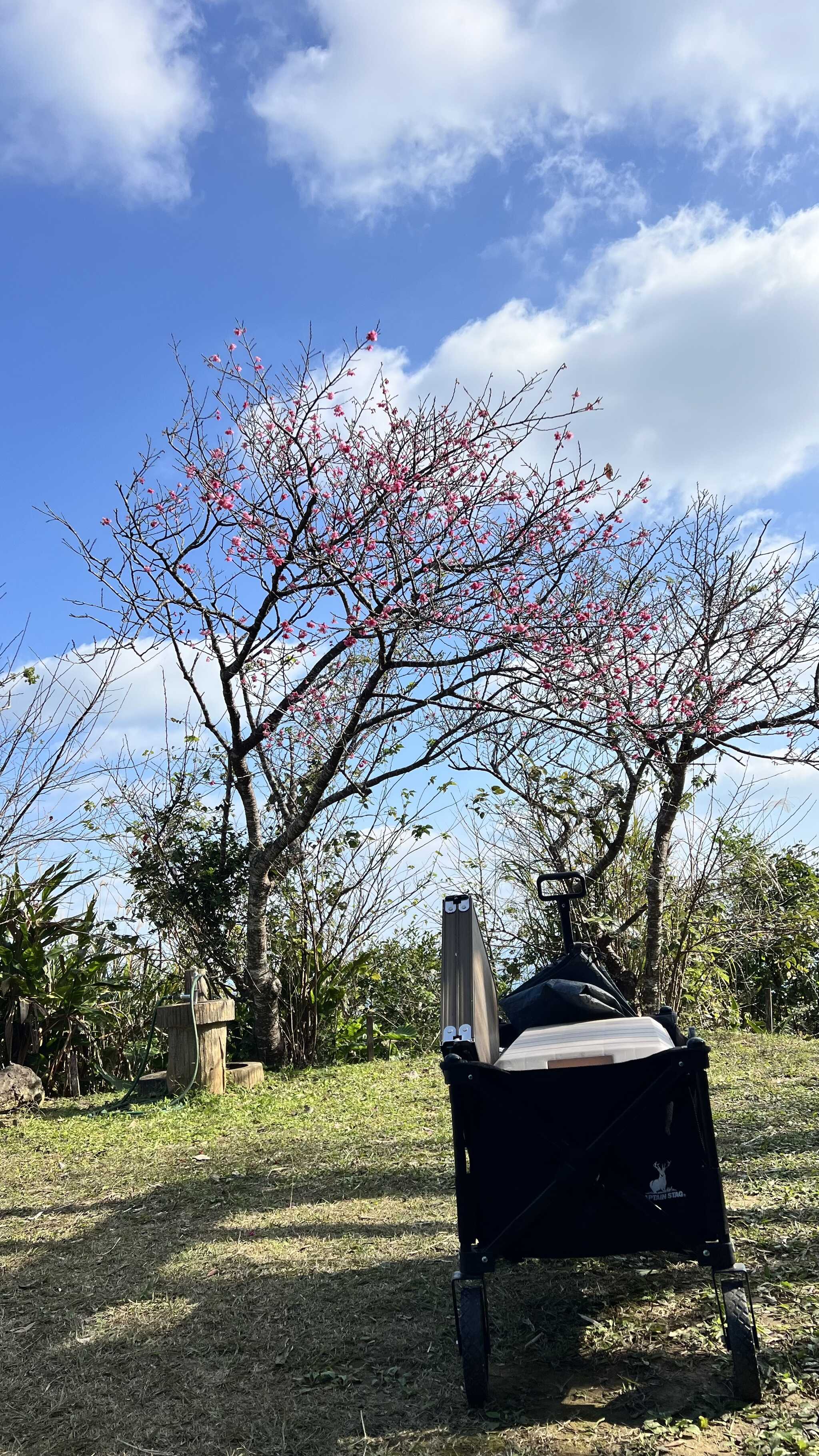 サイト内の桜の木