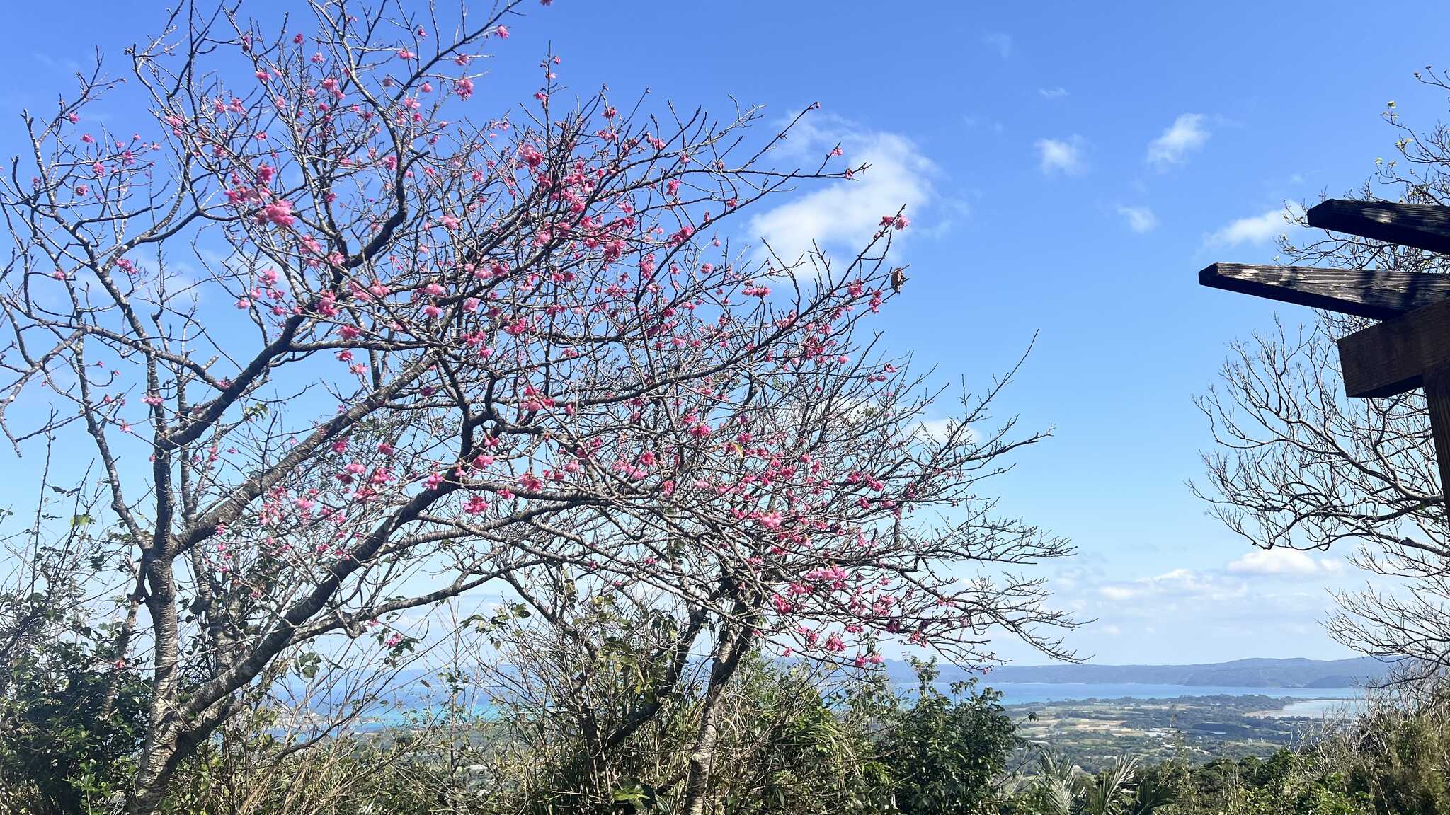 サイト内の桜の木