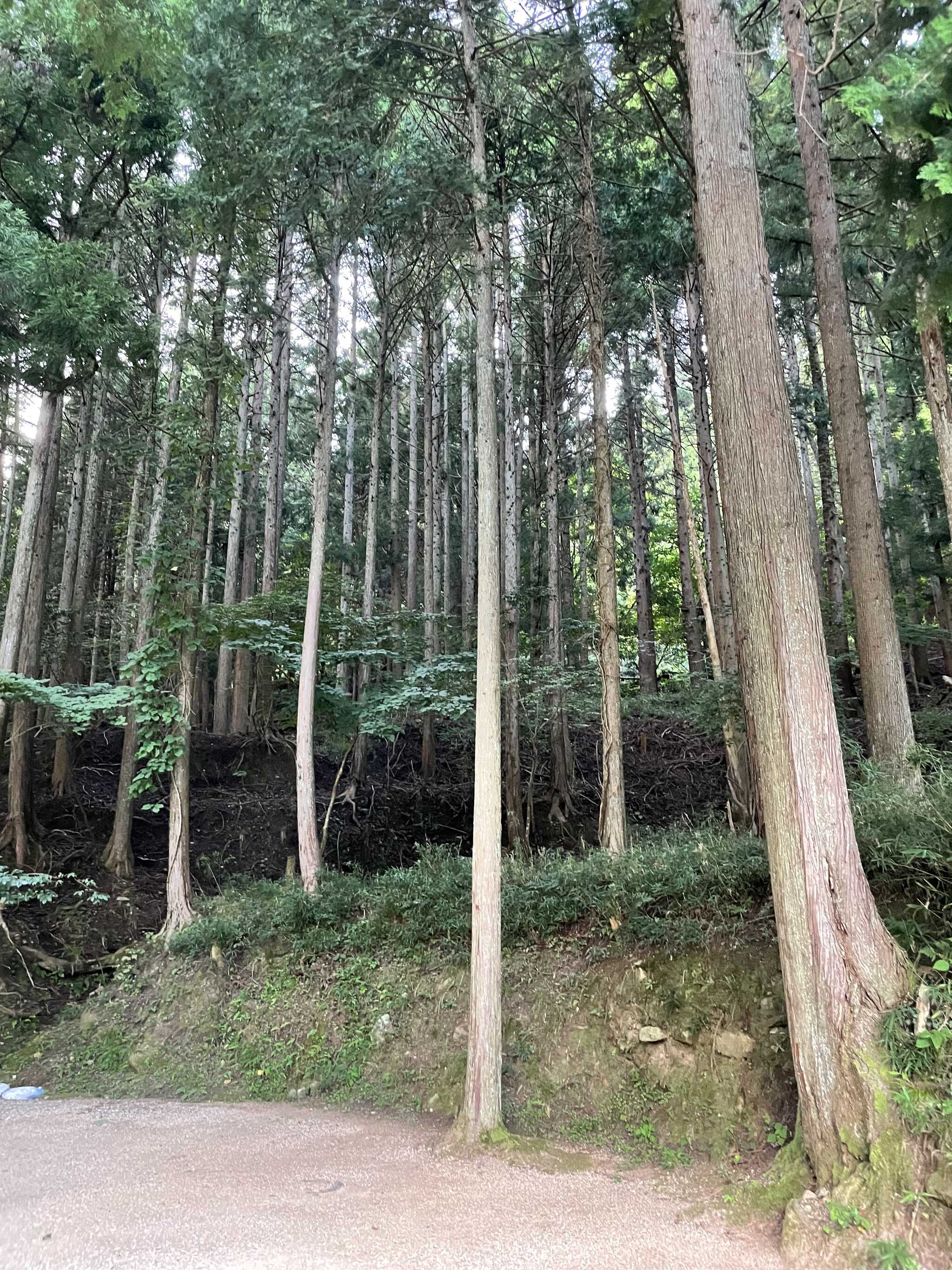 林間サイト
