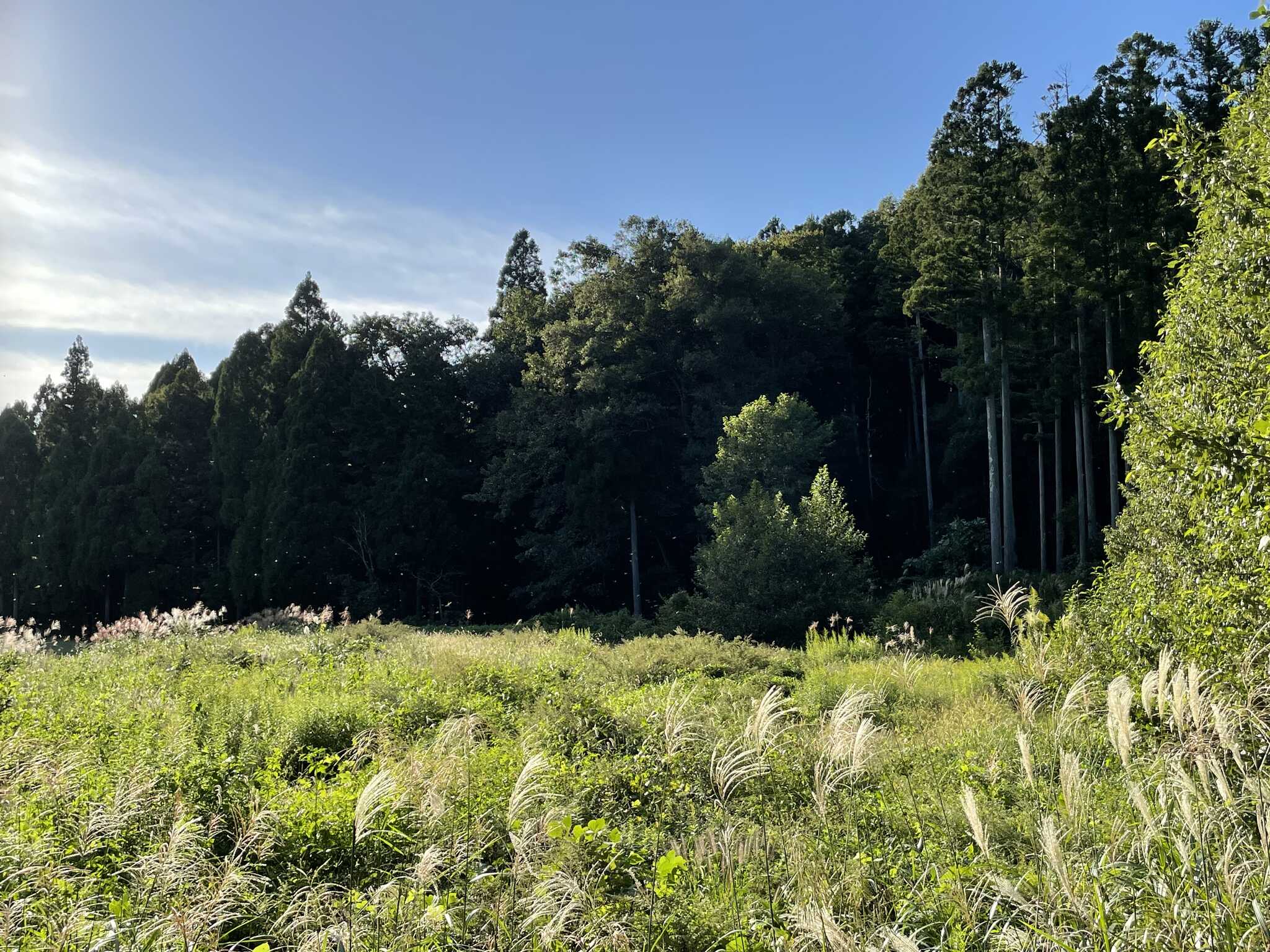 トンボが沢山飛んでいました