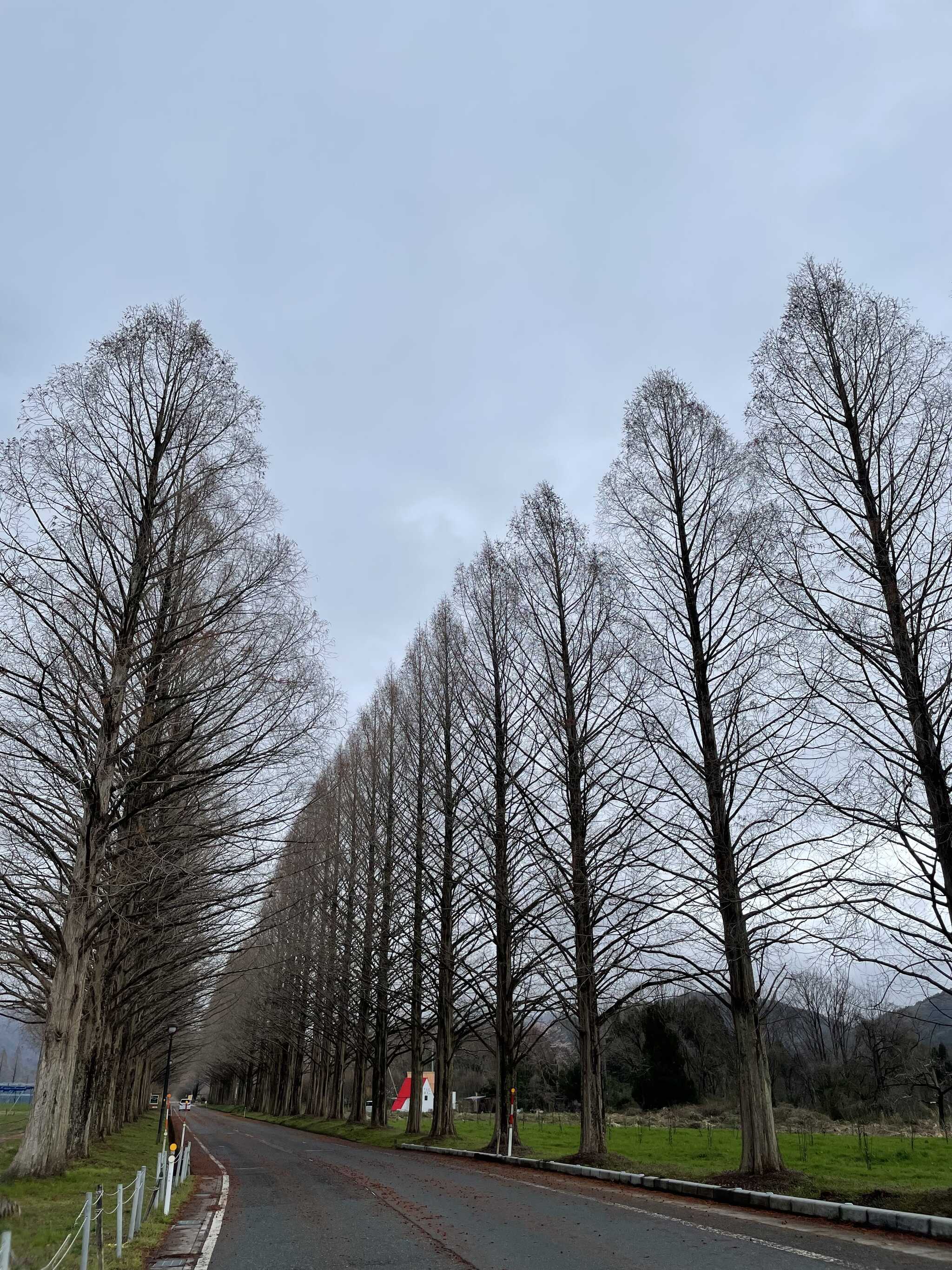 メタセコイヤ並木道
