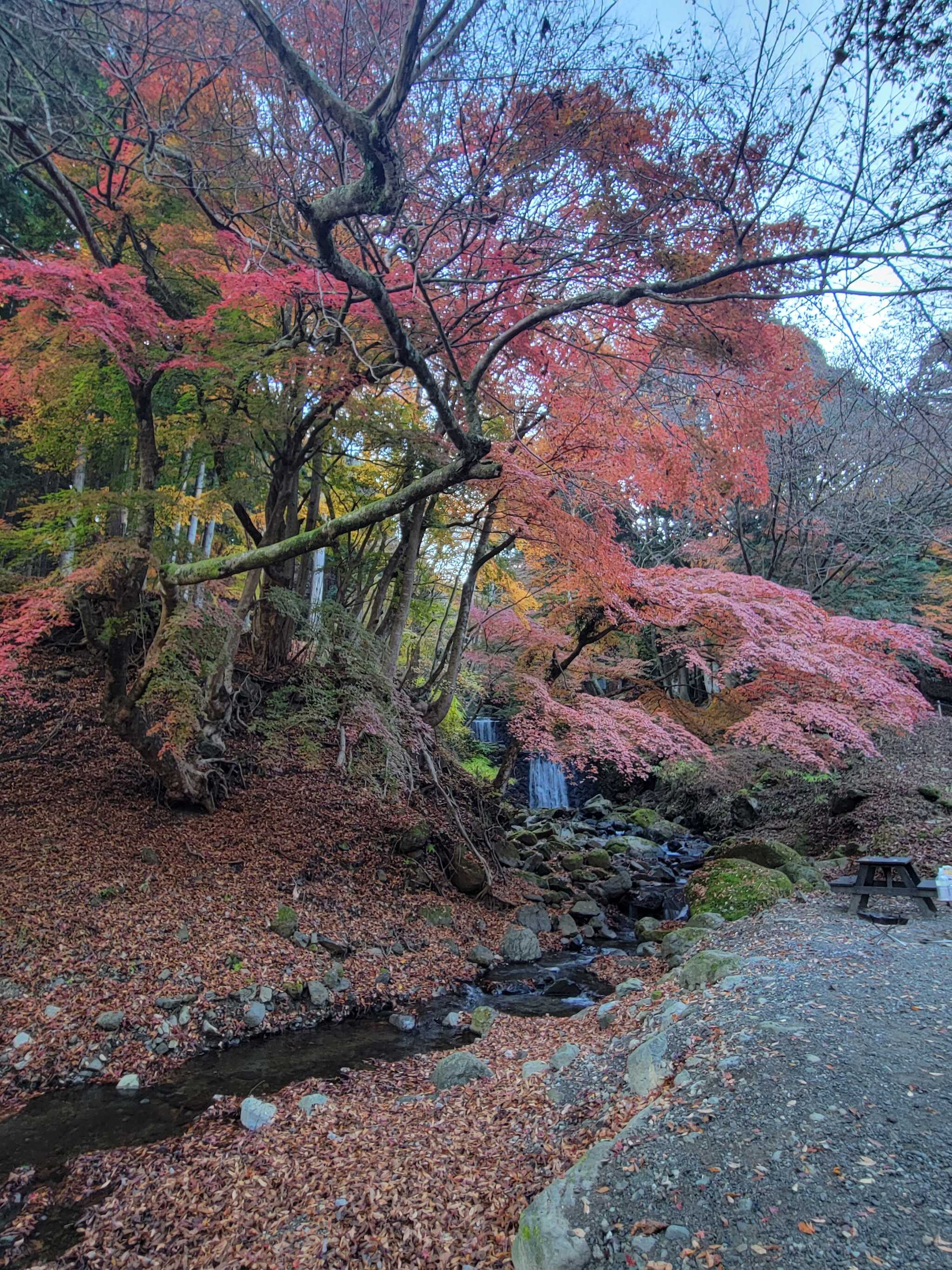 紅葉が綺麗でした。