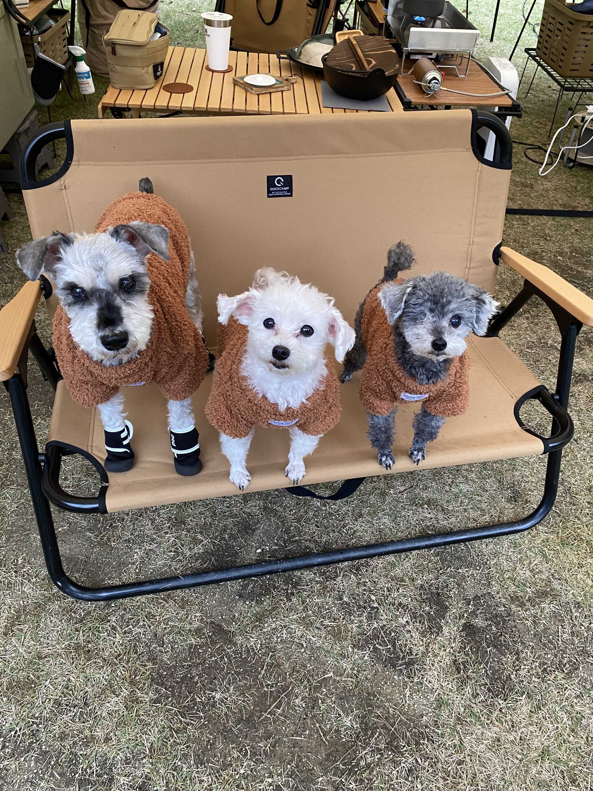 ワンちゃんも安心