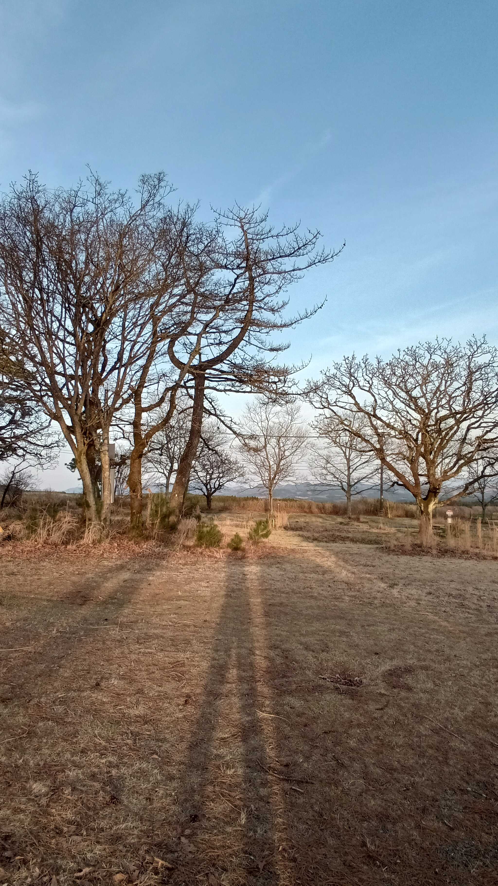 朝の景色