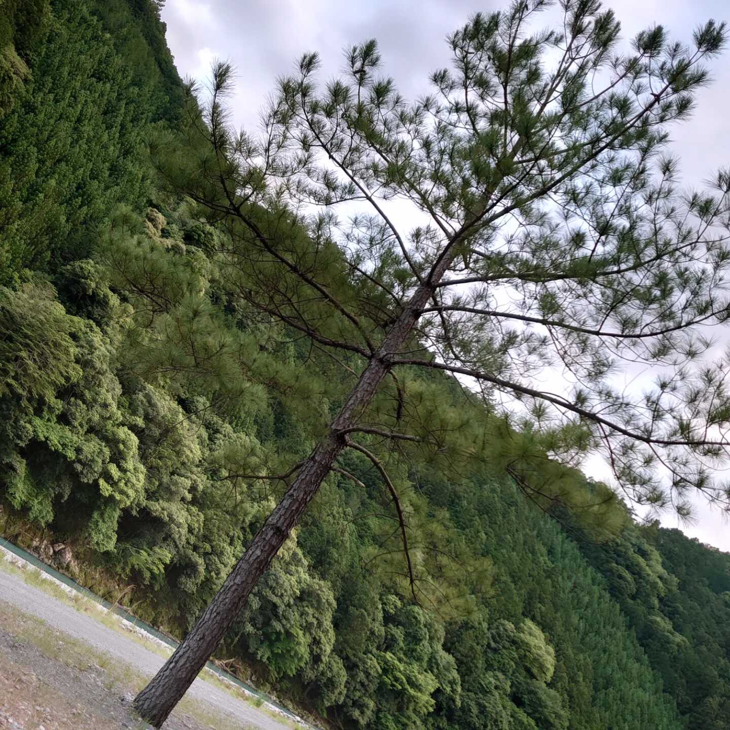 一本松