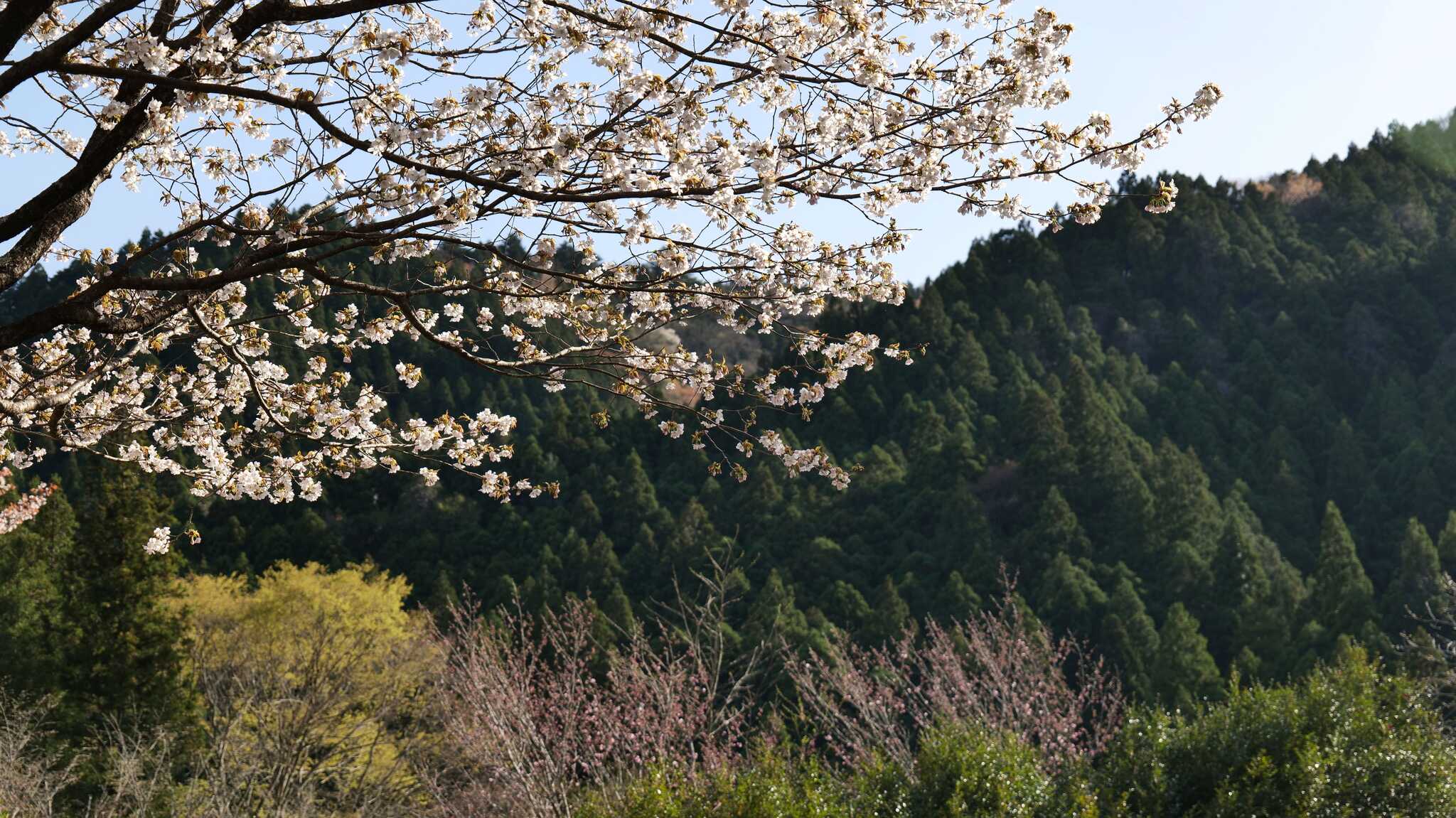 サイトから見える景色の一部