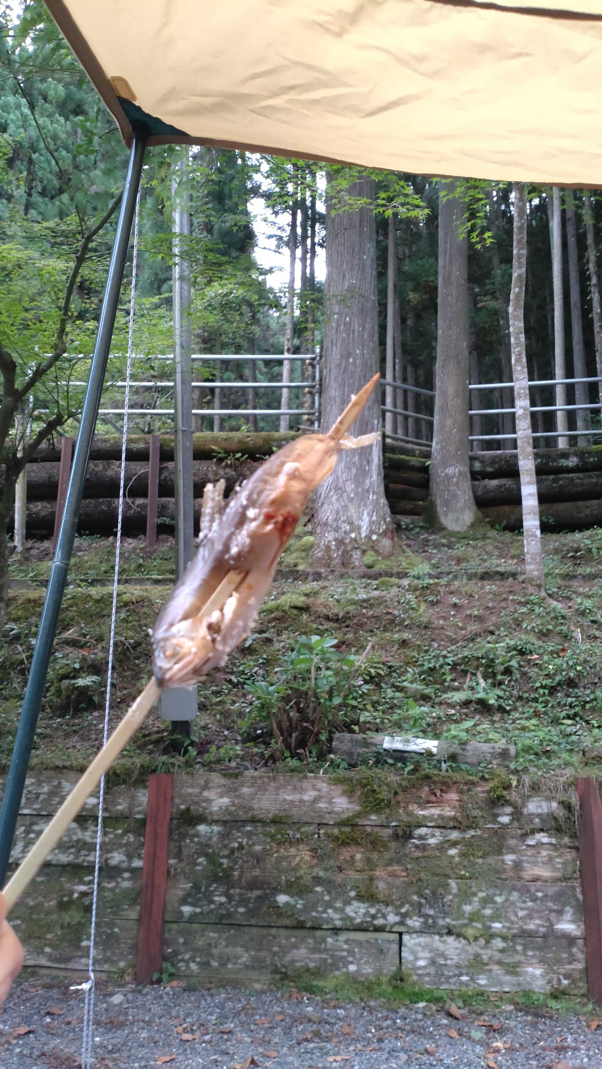 最寄りのお魚を取り扱われている個人商店さんから購入したあゆです