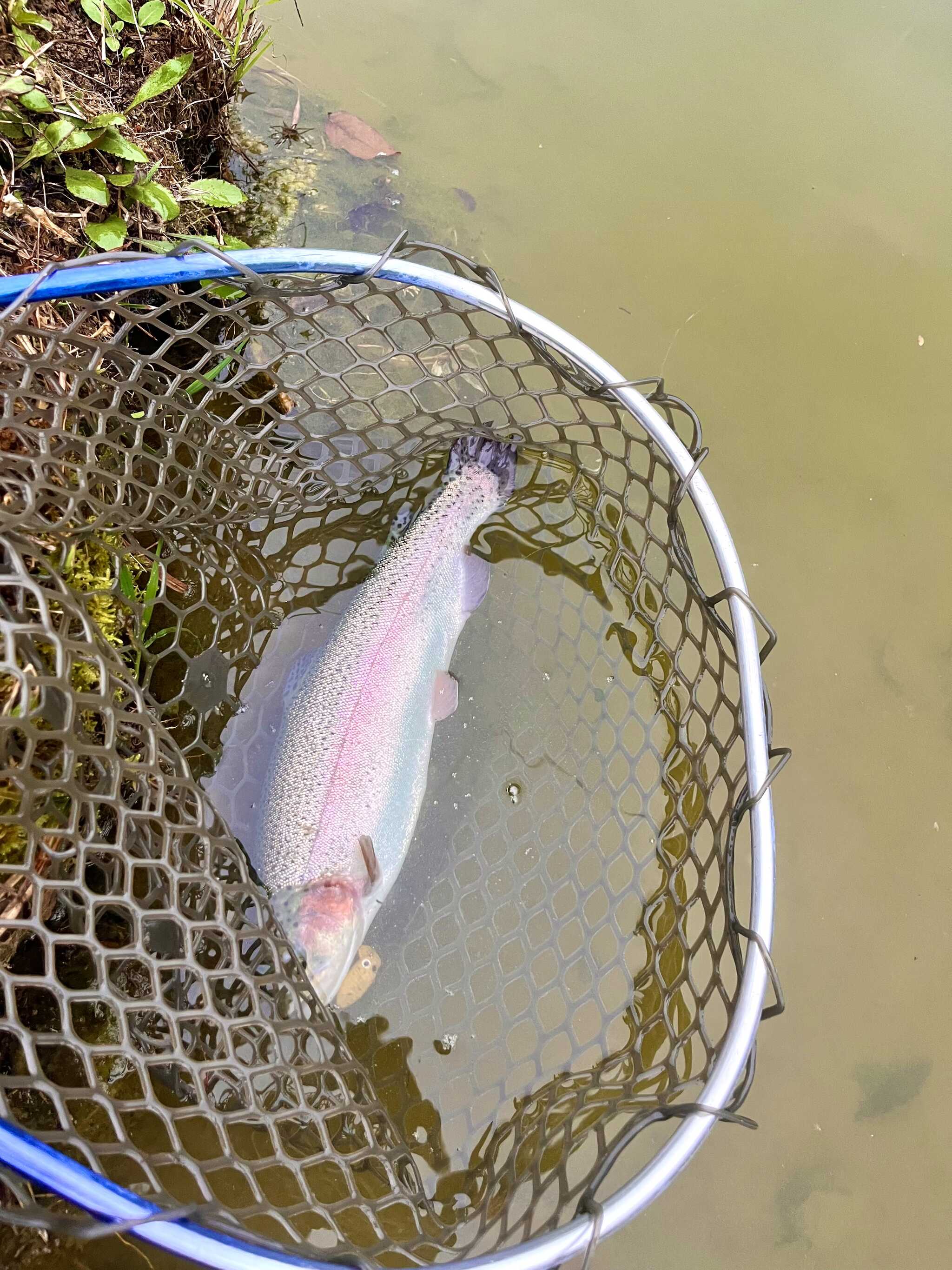 初めての収穫!