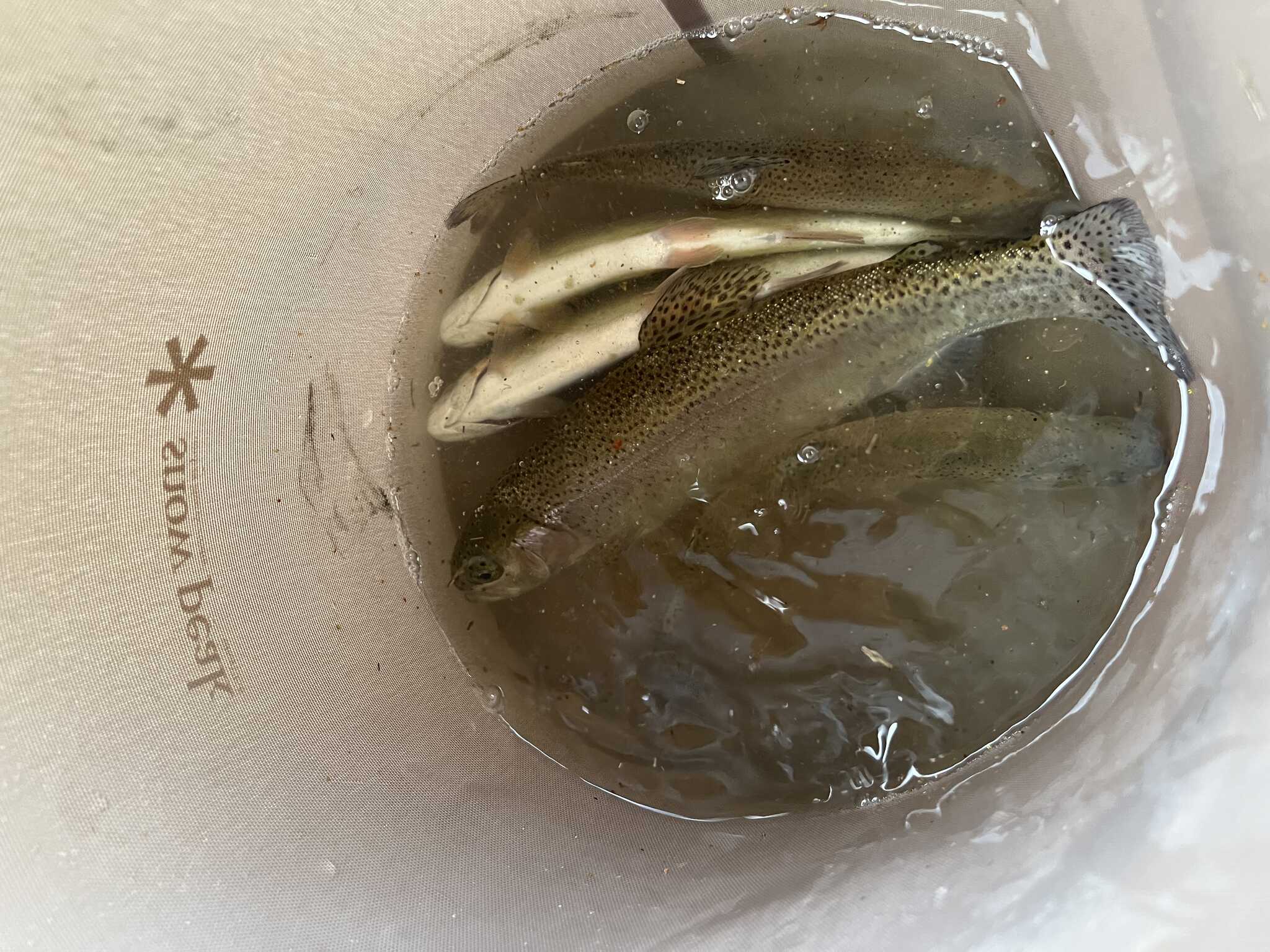 お魚たくさん釣れました!