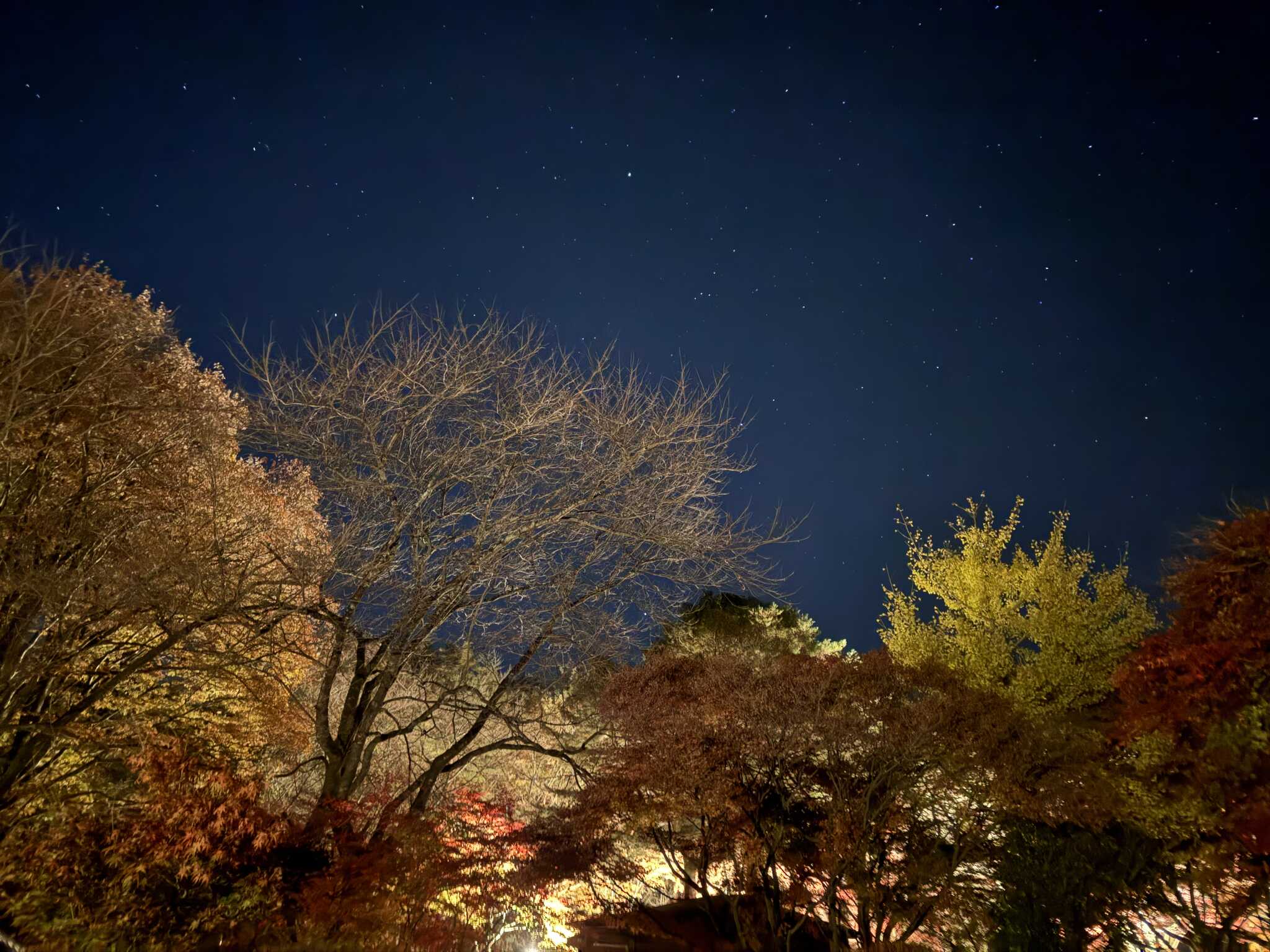 Chillax Garden CAMP.024の写真 3枚目