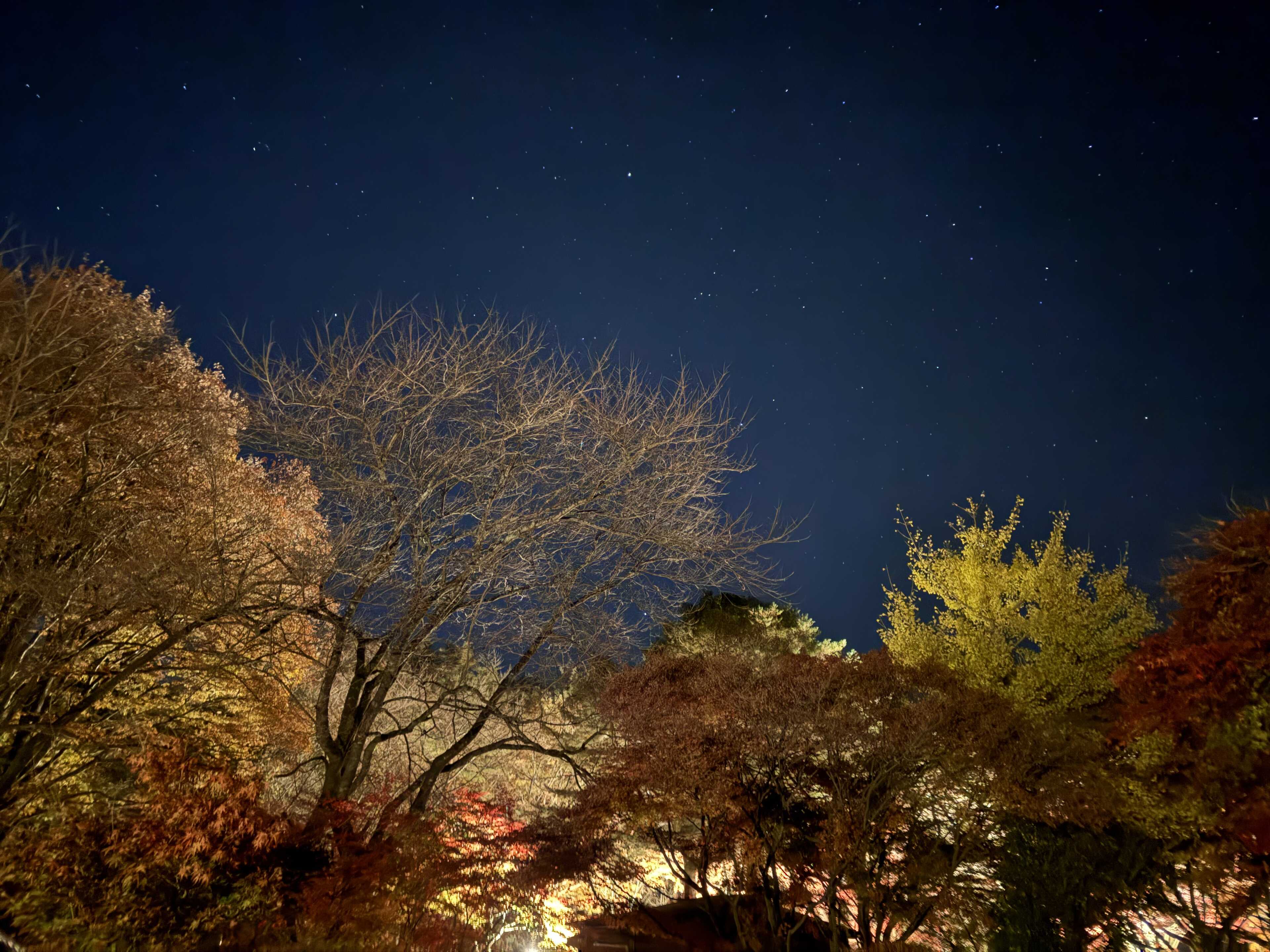 Chillax Garden CAMP.024の写真 3枚目