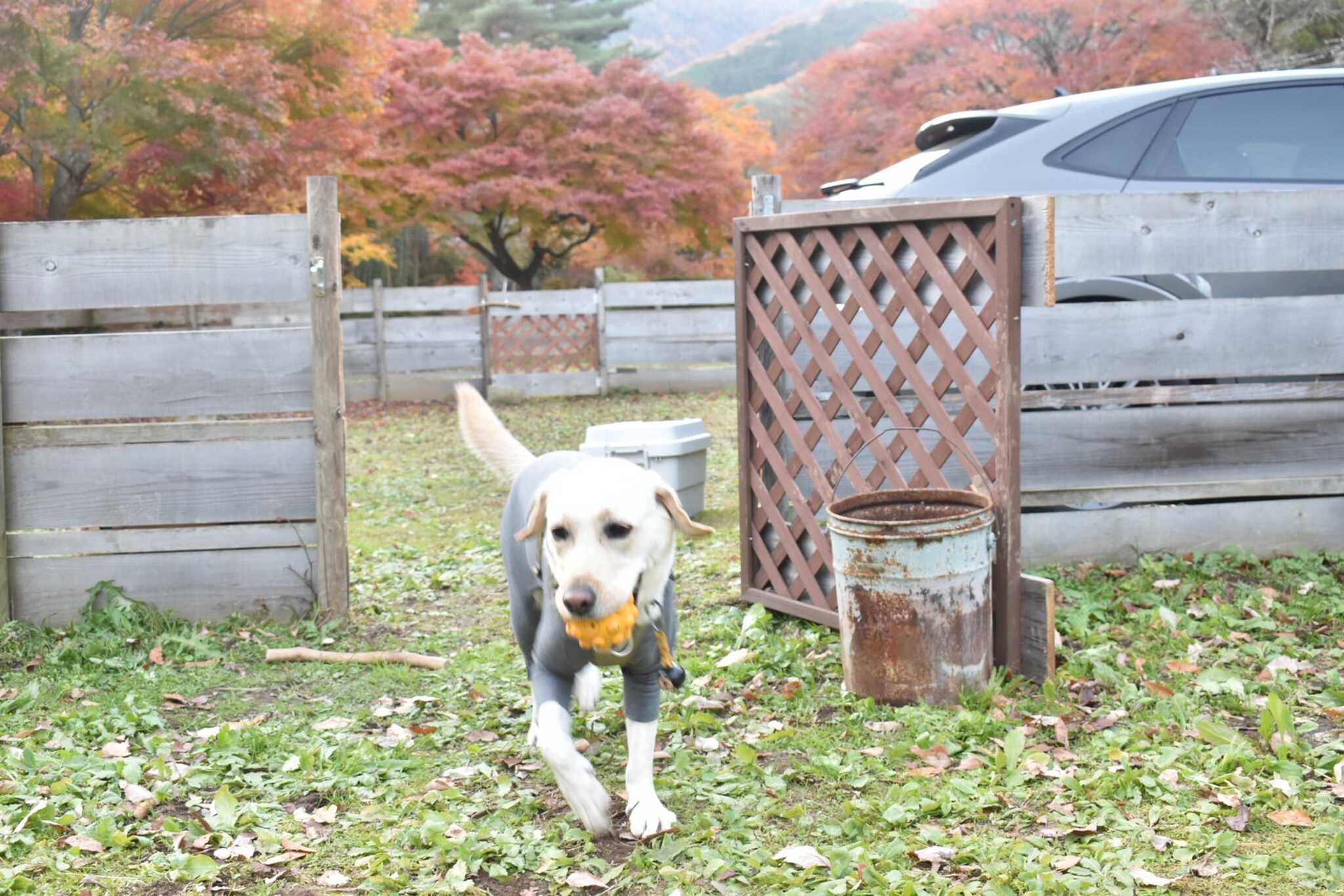 Chillax Garden CAMP.024の写真 4枚目