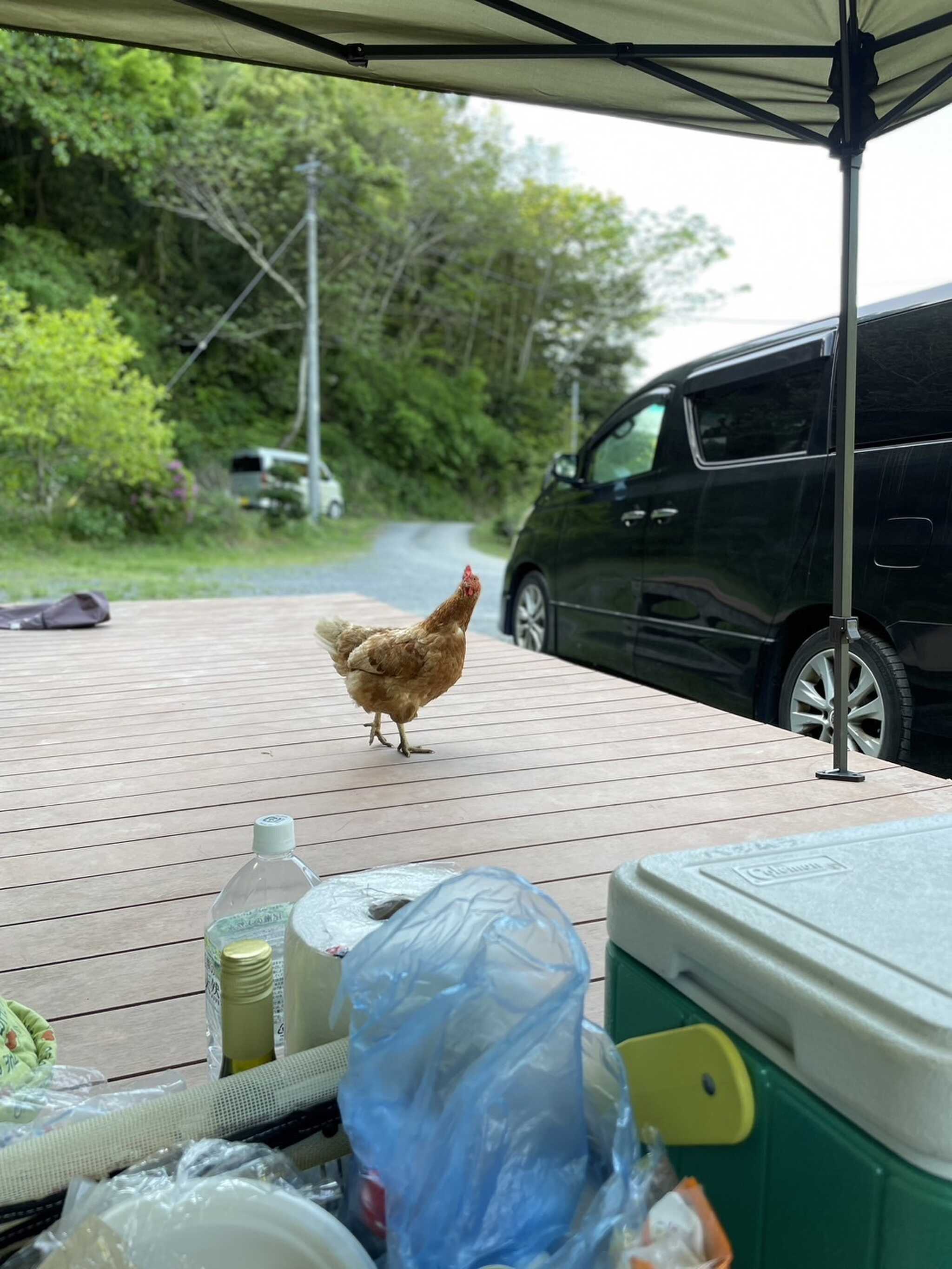 ニワトリさん。人慣れしています。悪さはしません。