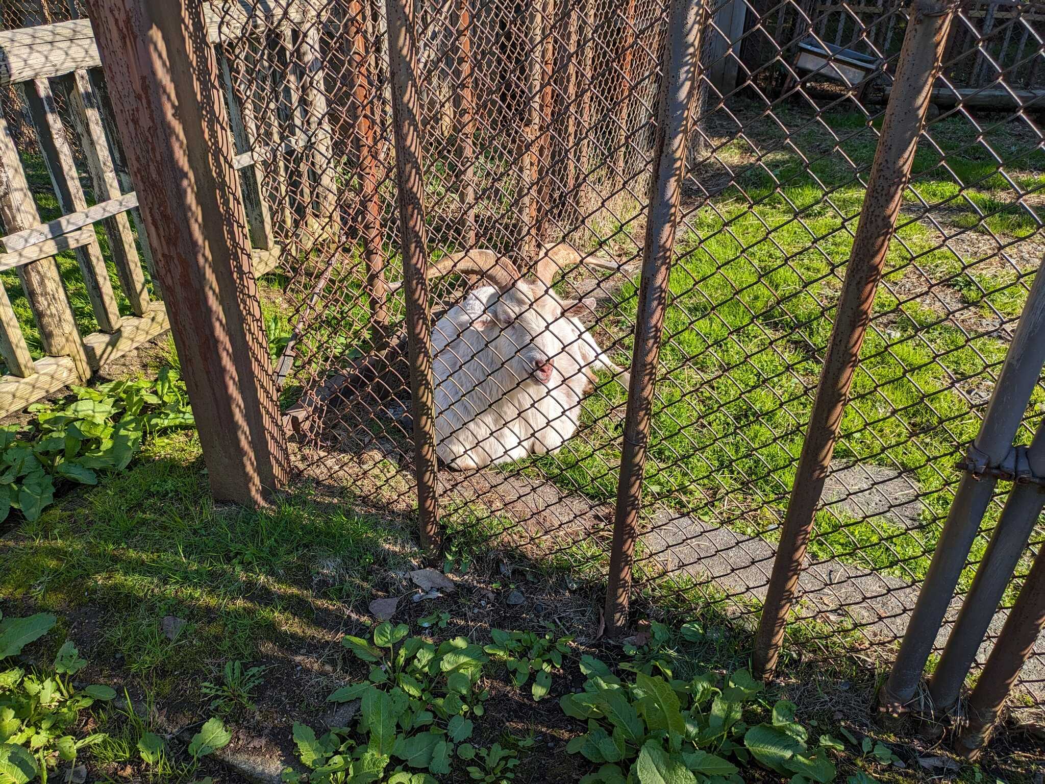 ヤギ