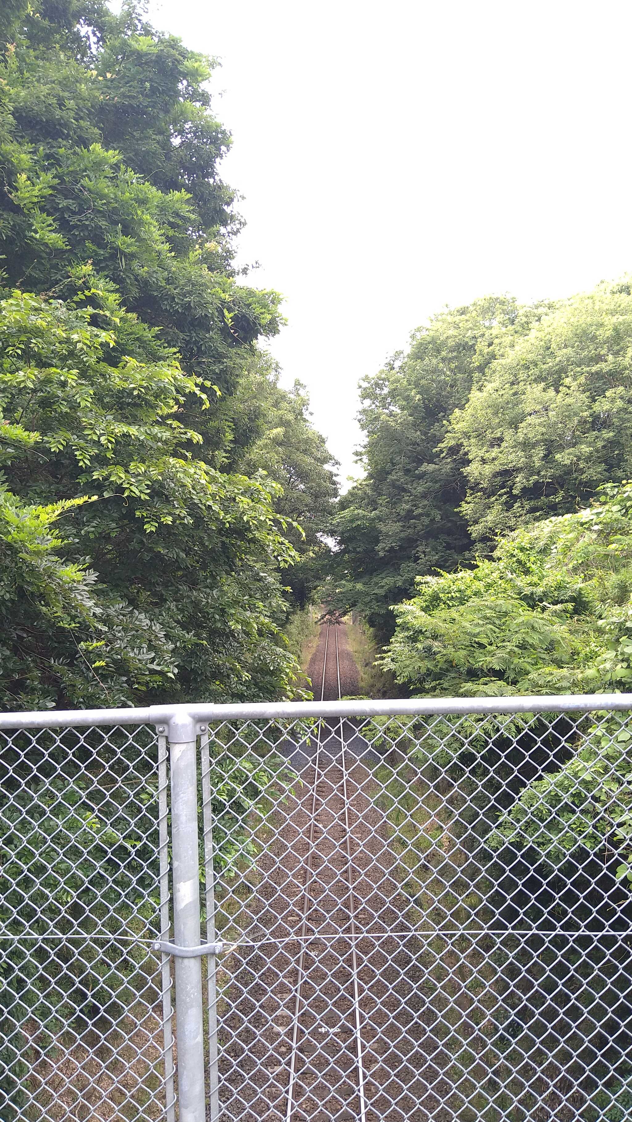 朝の散歩で線路の上の橋に来ました。鉄道好きの男の子にはサイコー