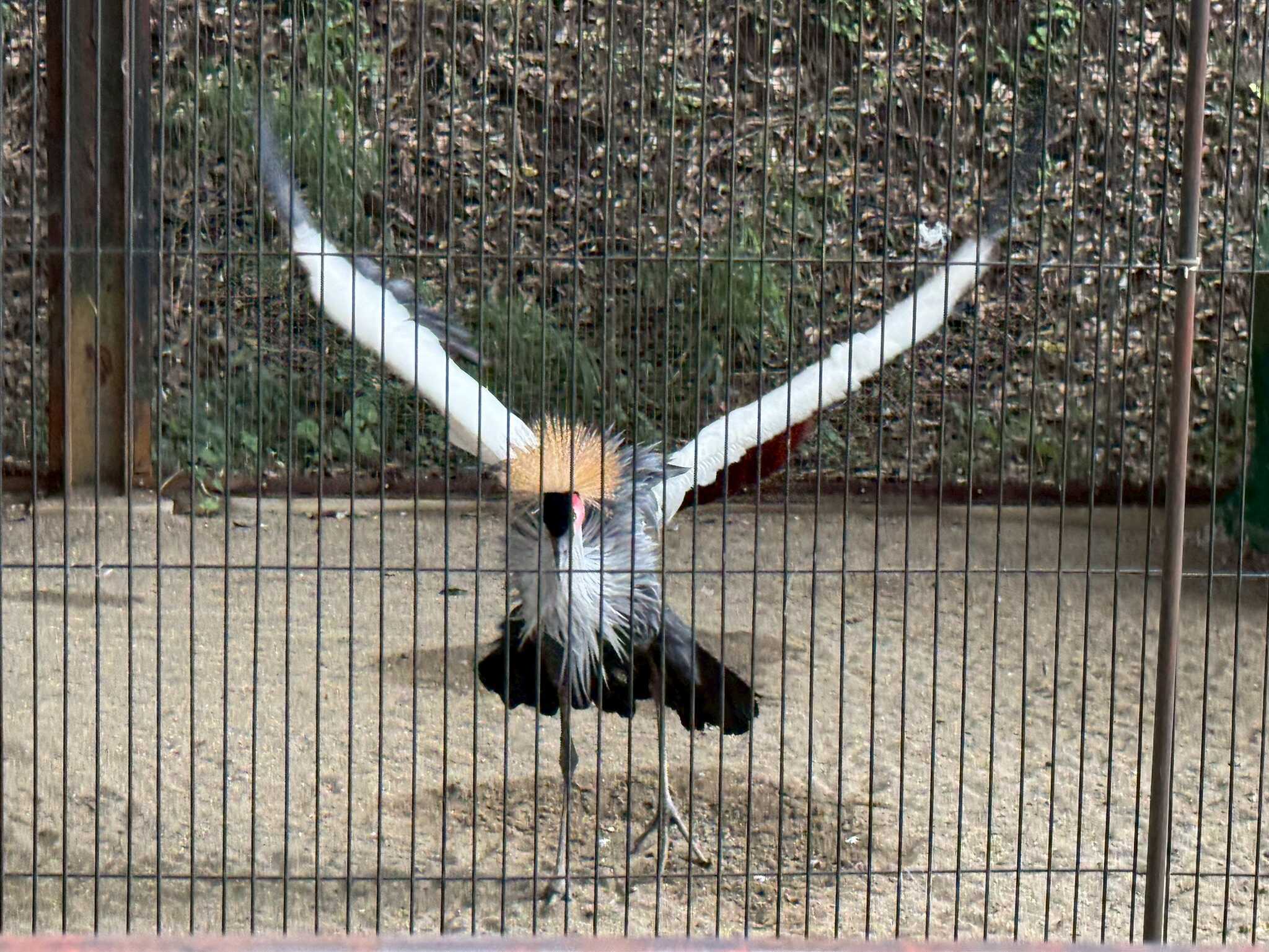 かんむり鶴 どんな鳥だった?頭に爪楊枝みたいなのがいっぱい!