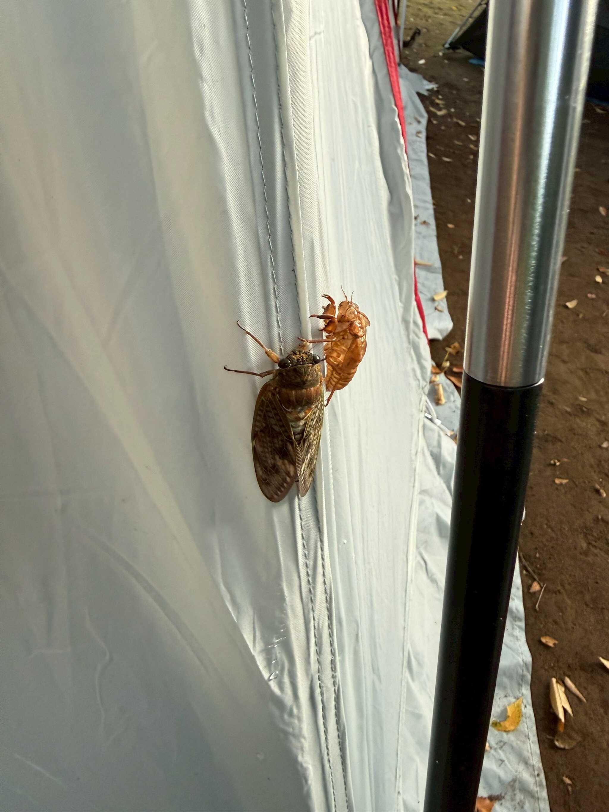 セミと抜け殻