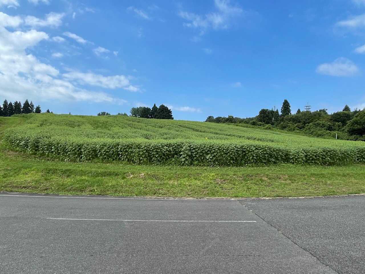 山本山 花畑