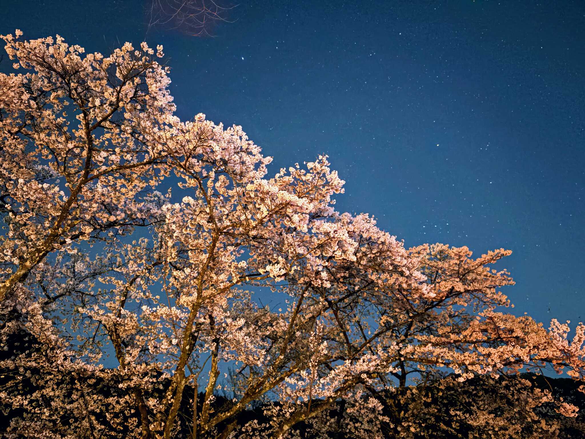 夜桜