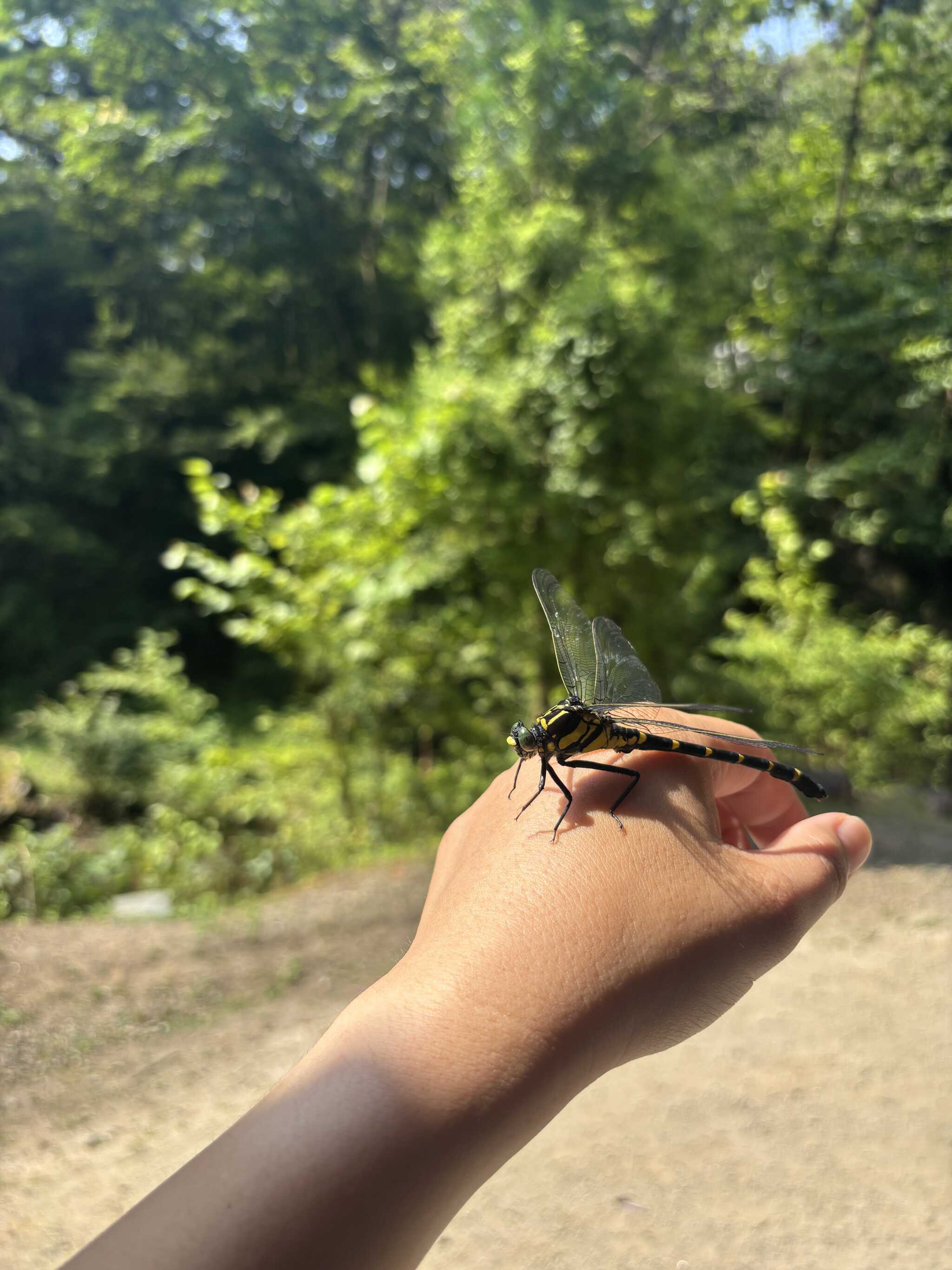 大きなトンボが捕まえられました
