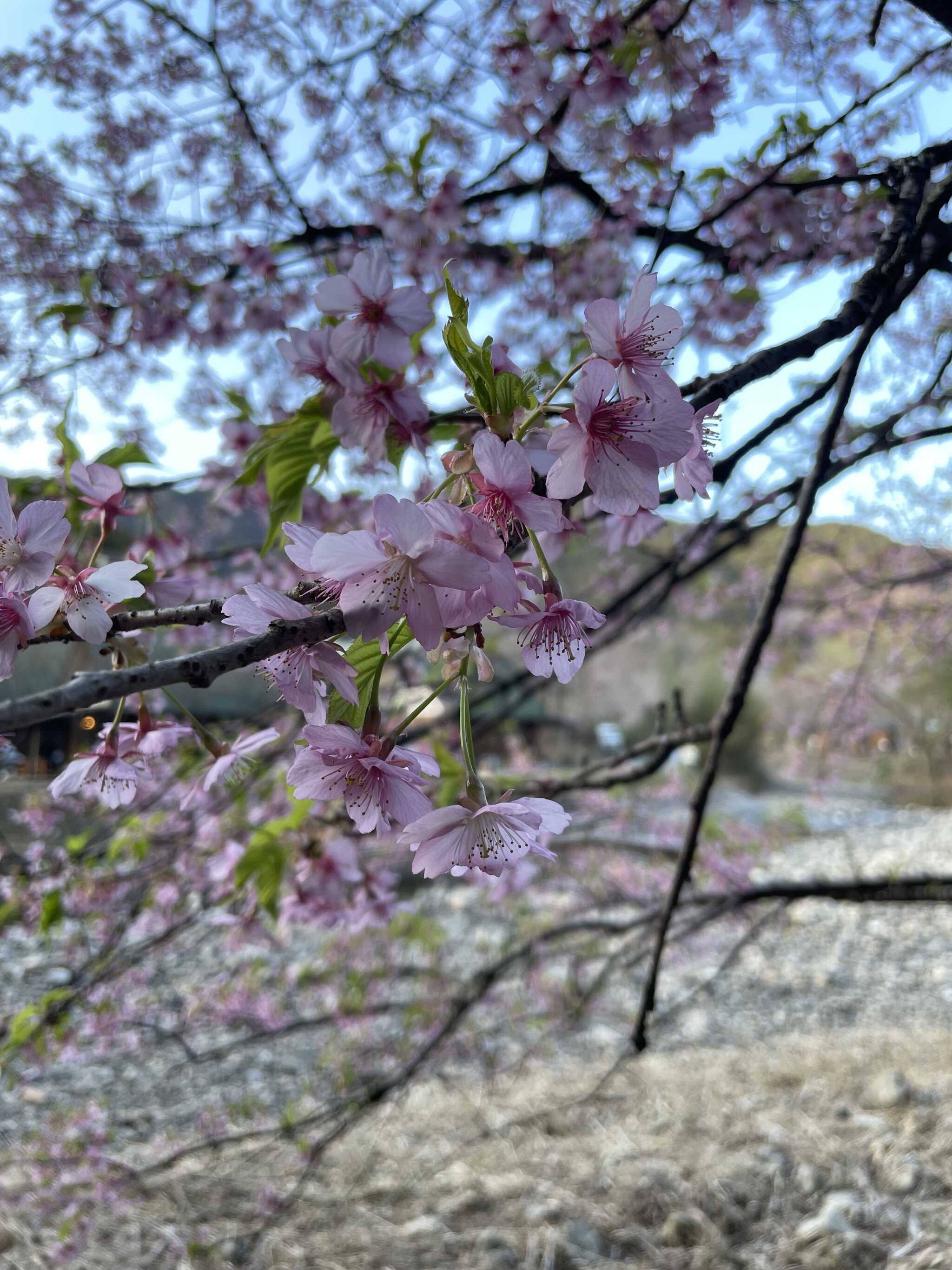 掛川桜