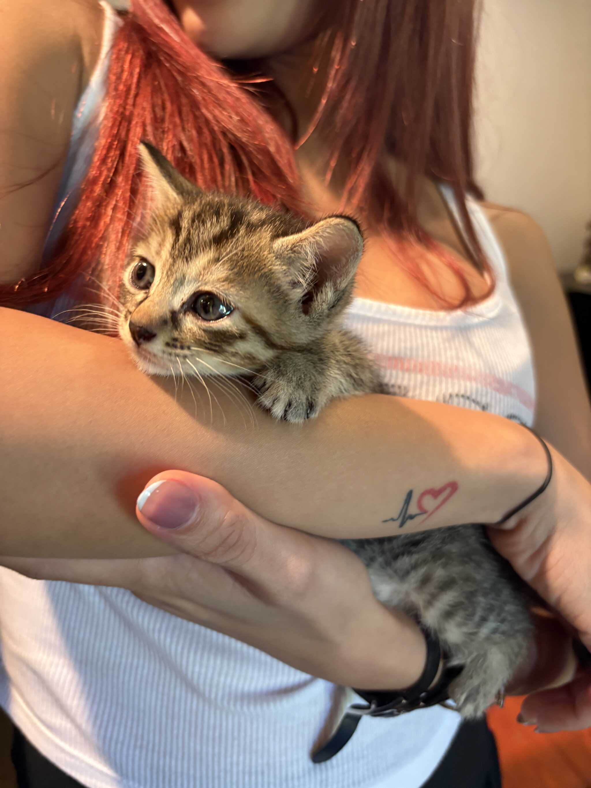 子猫