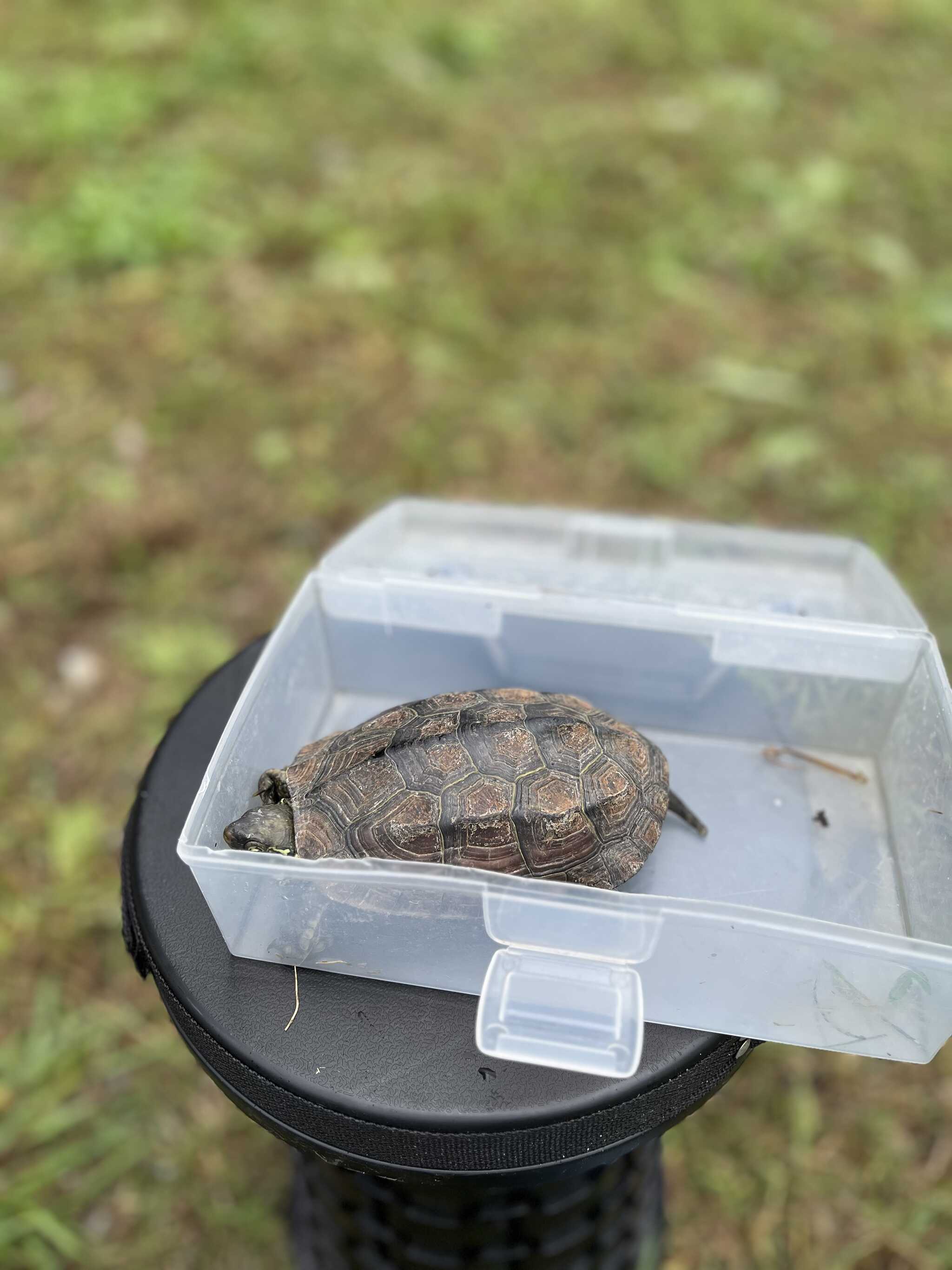 亀を捕まえた