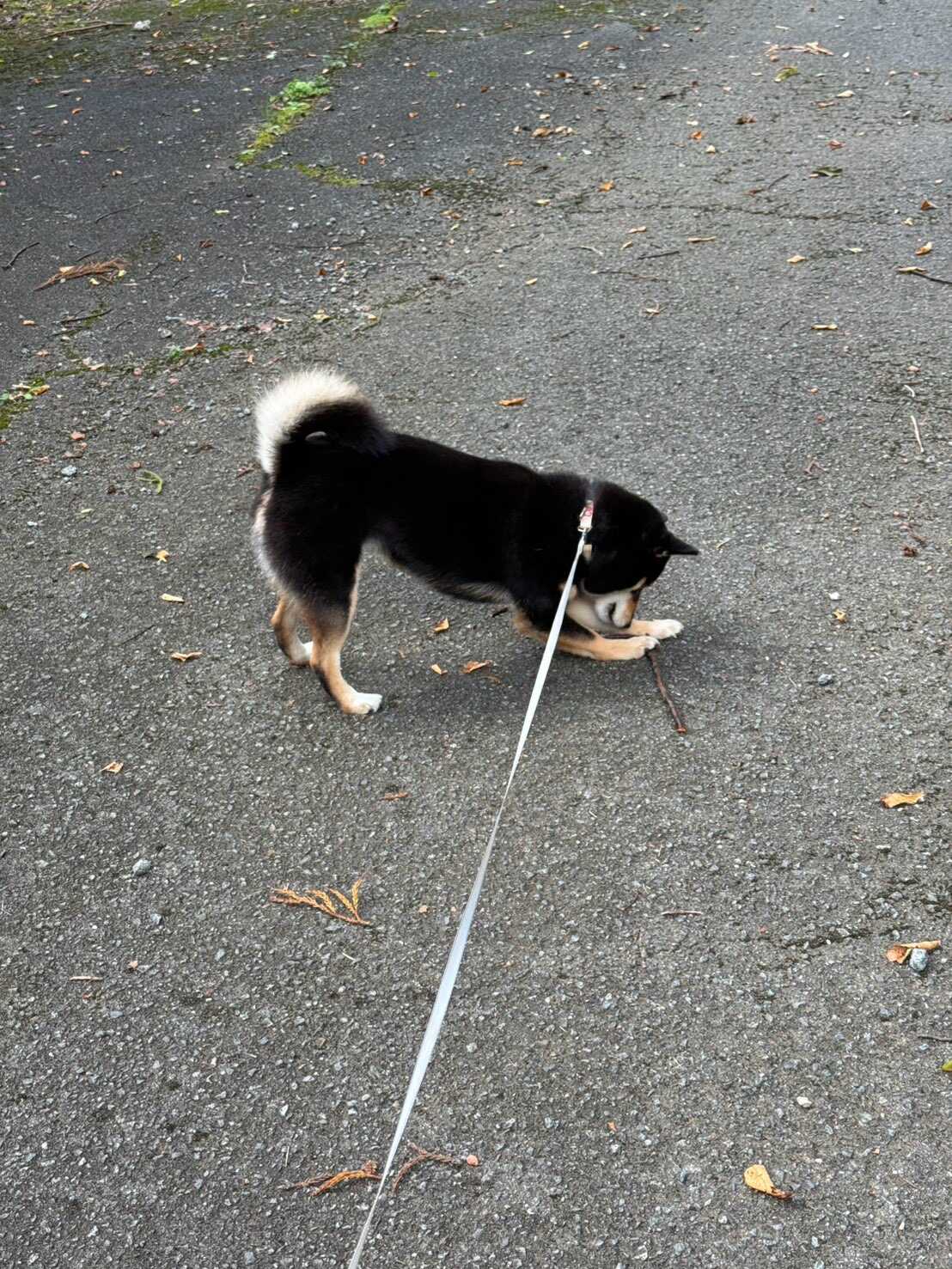 今日のわんこ