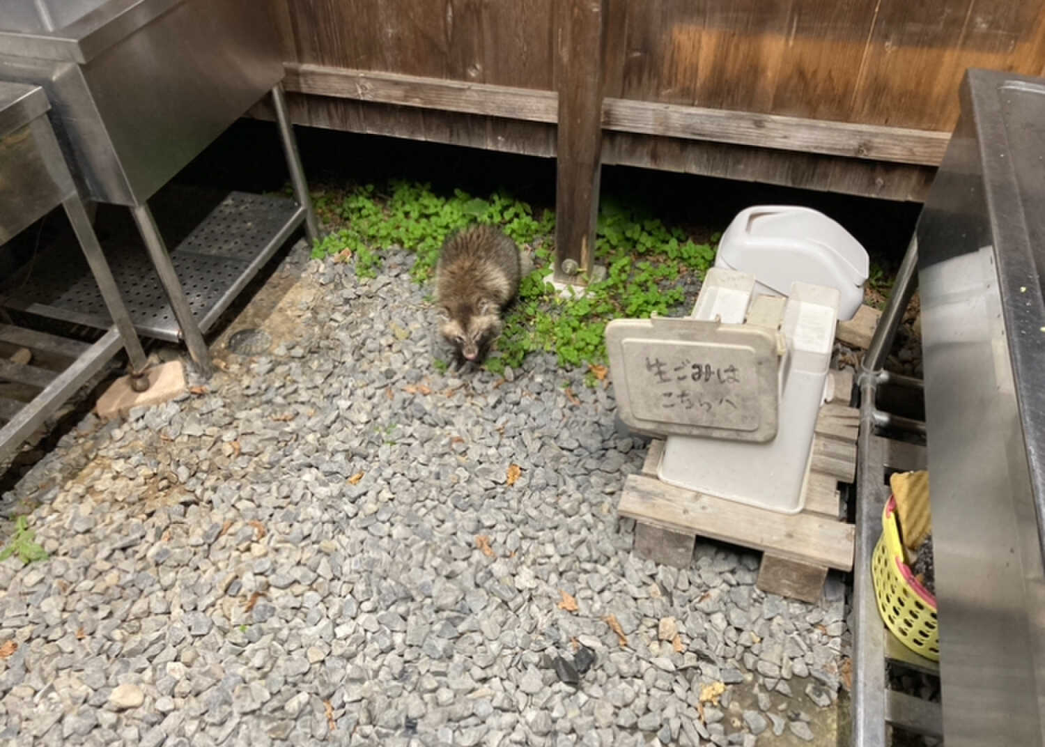 洗い場タヌキ