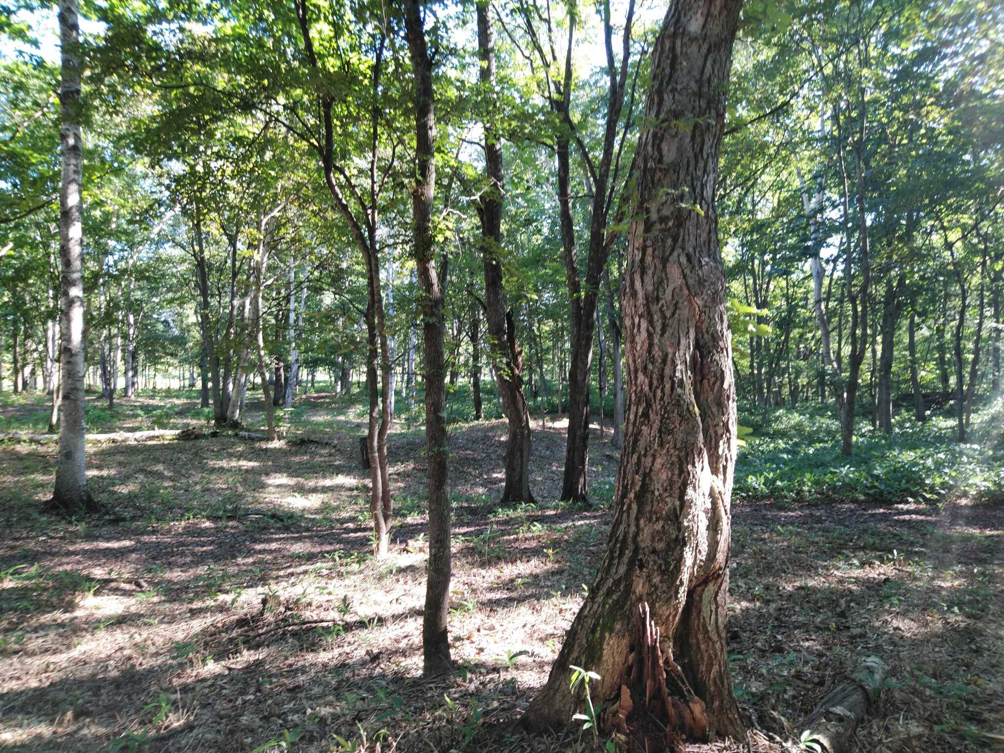 十勝ワッカの森キャンプ場の口コミ投稿写真