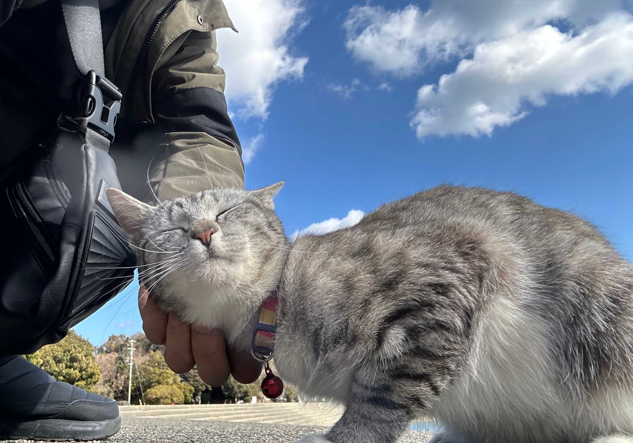 猫さん