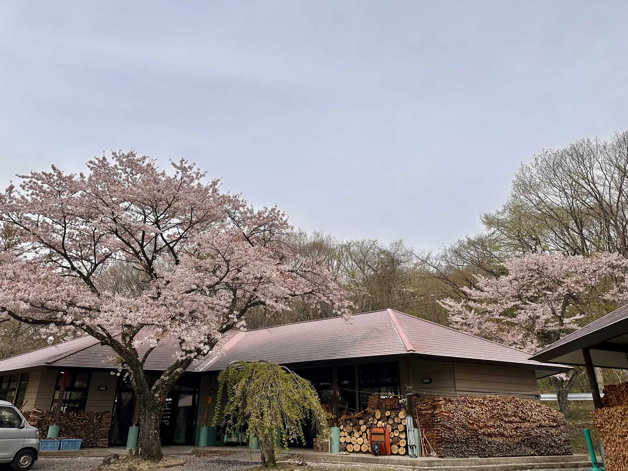 管理棟の桜が丁度満開でした