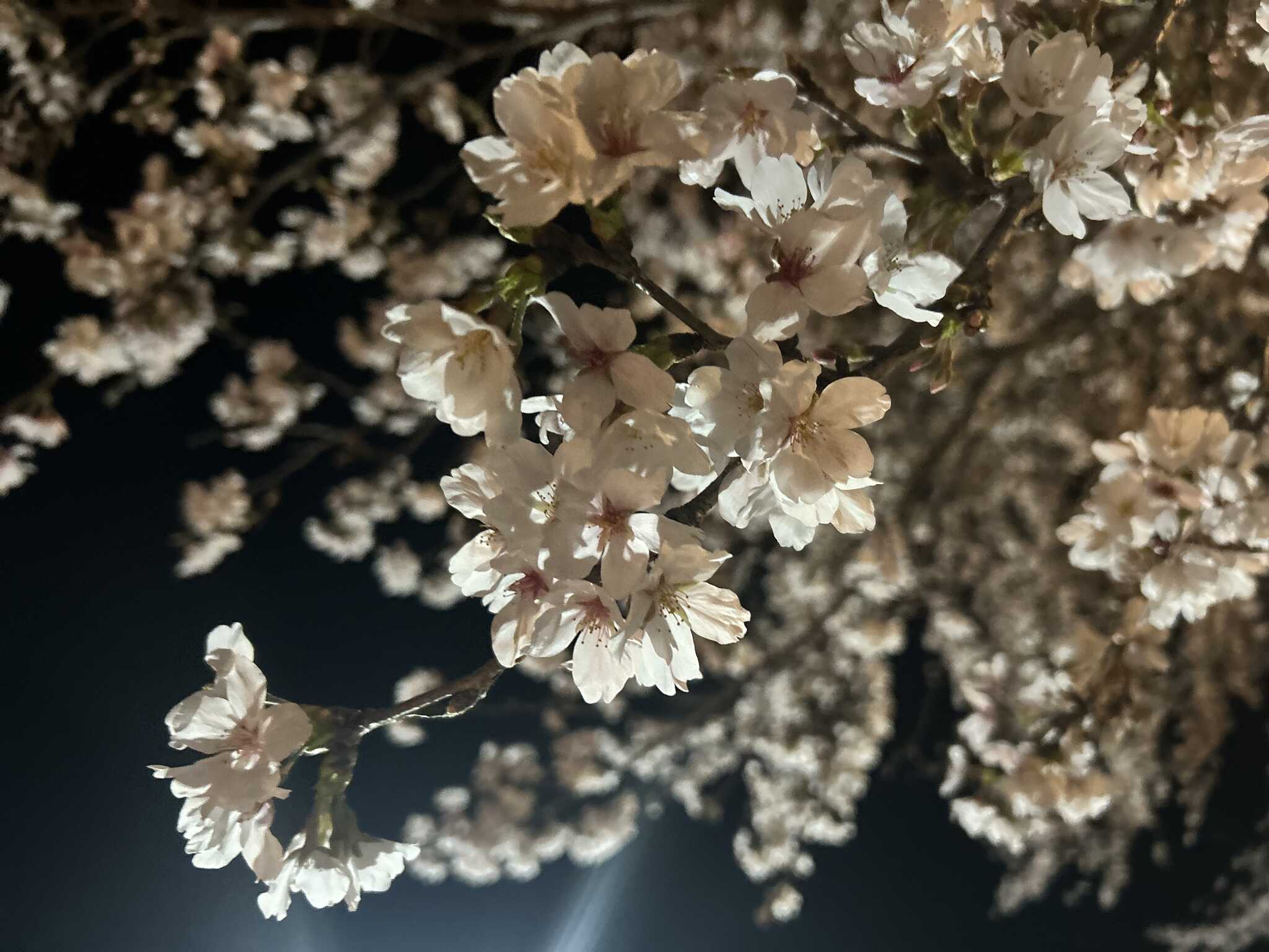 映え桜