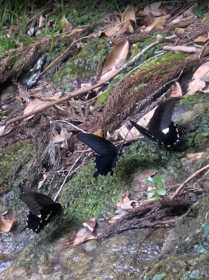 蛍の小川 クロアゲハ