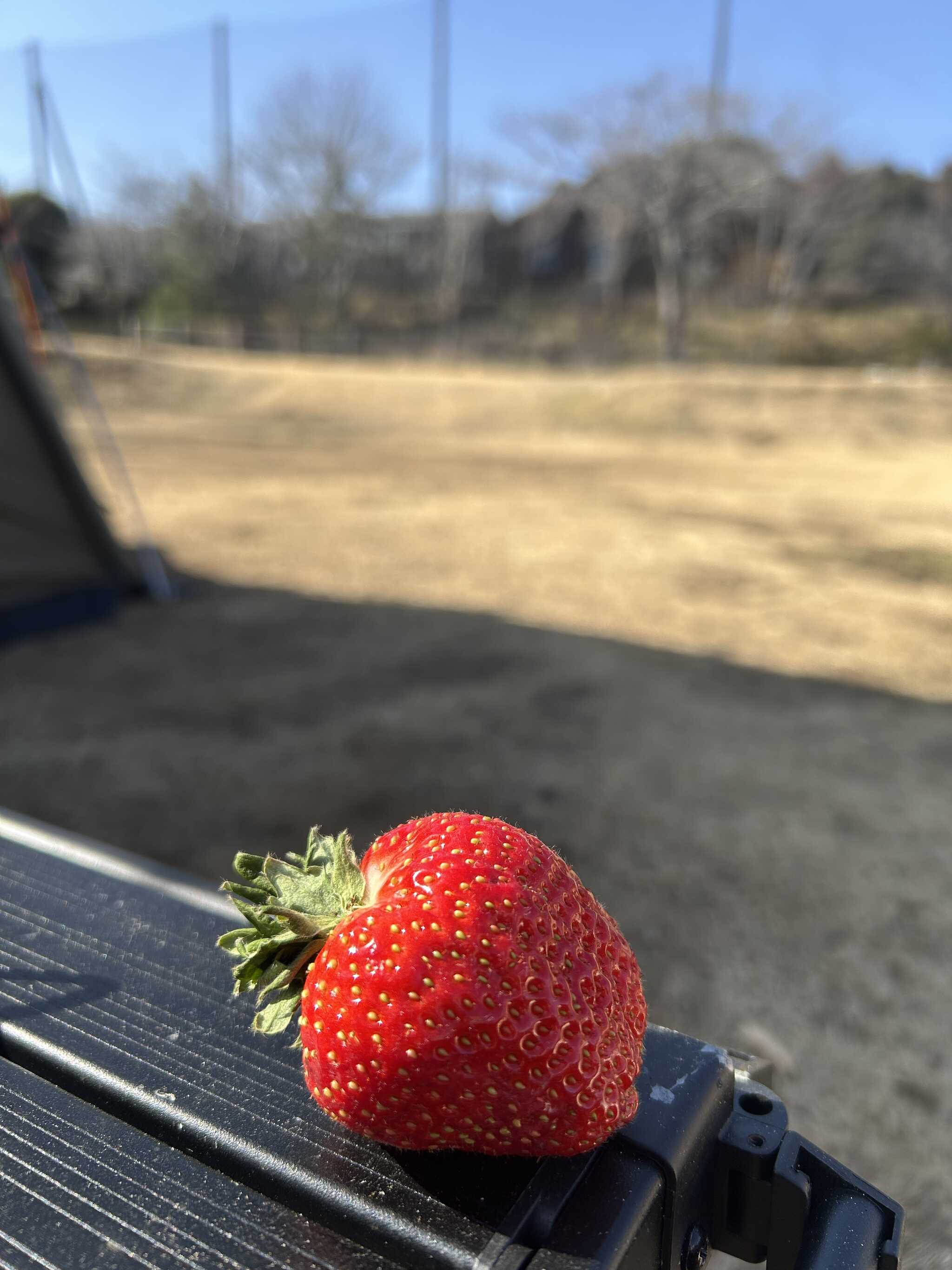 いちご狩りできます