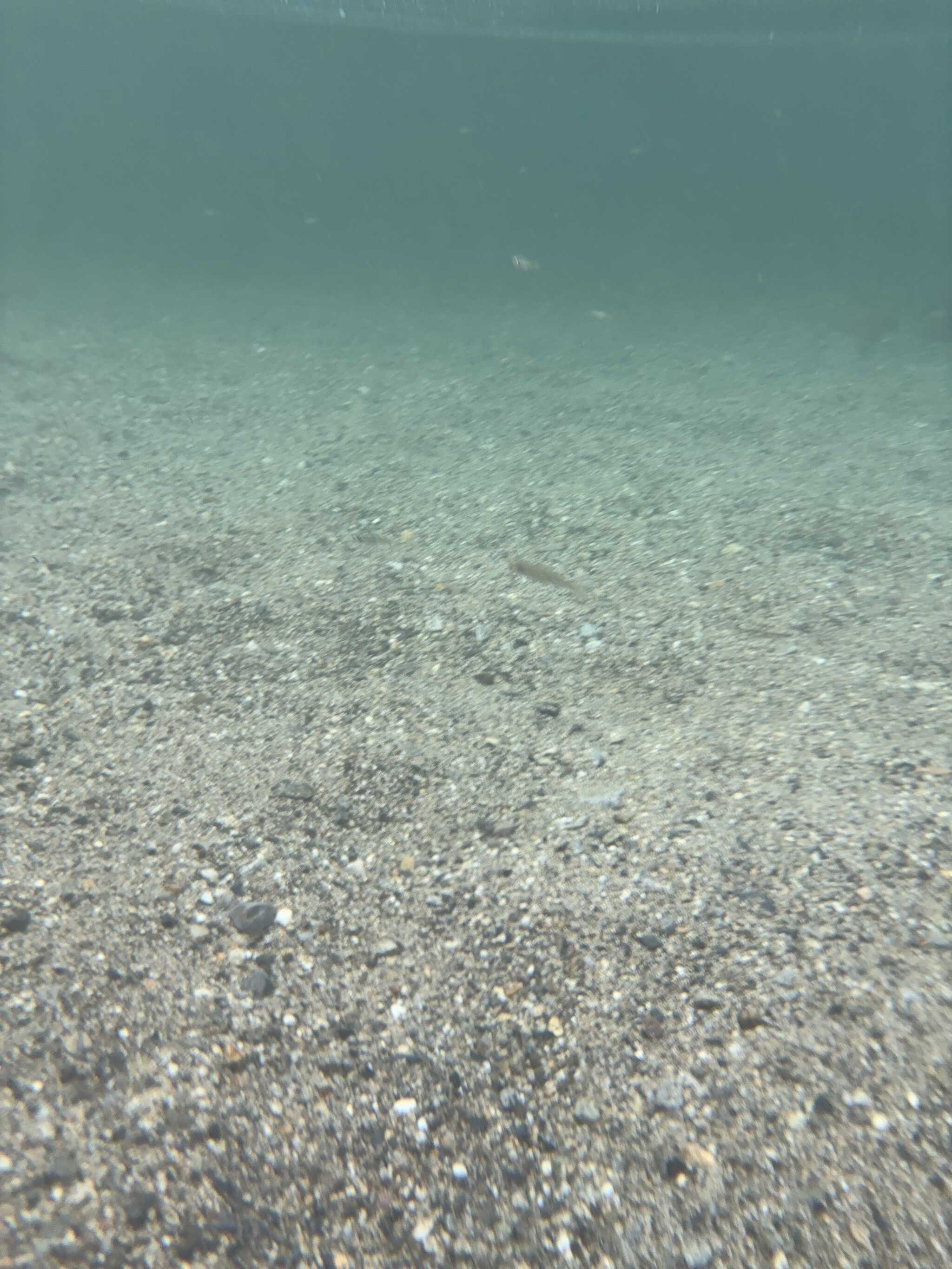 川の中のお魚さん