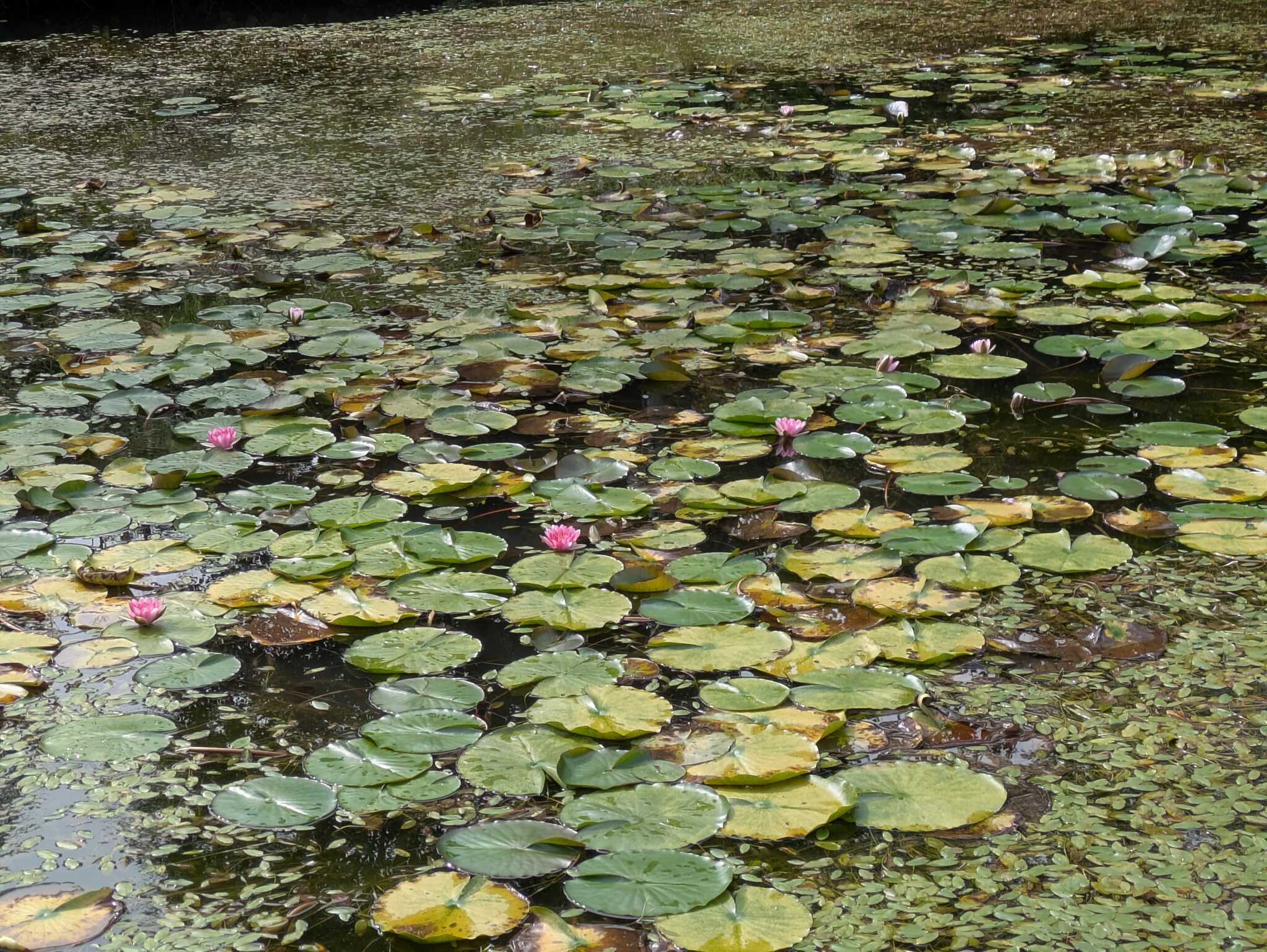 池の蓮