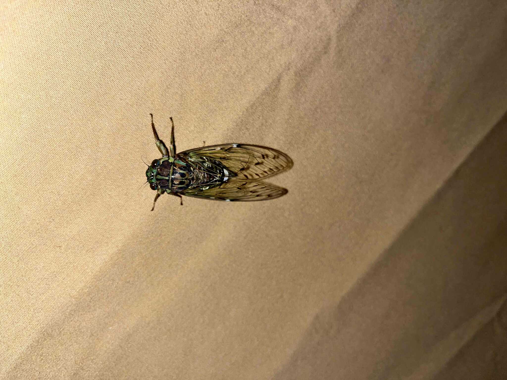 ヒグラシが来てくれました
