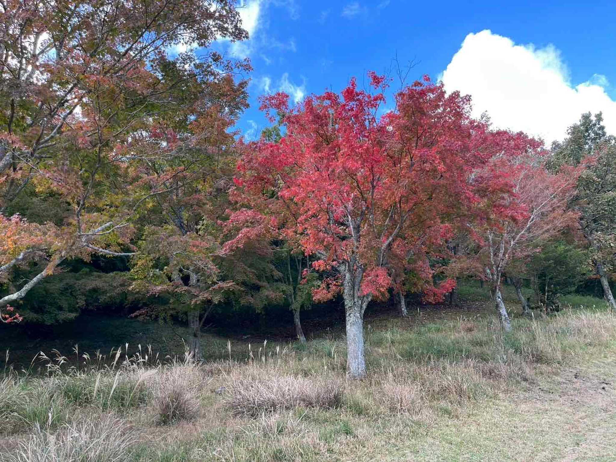 紅葉
