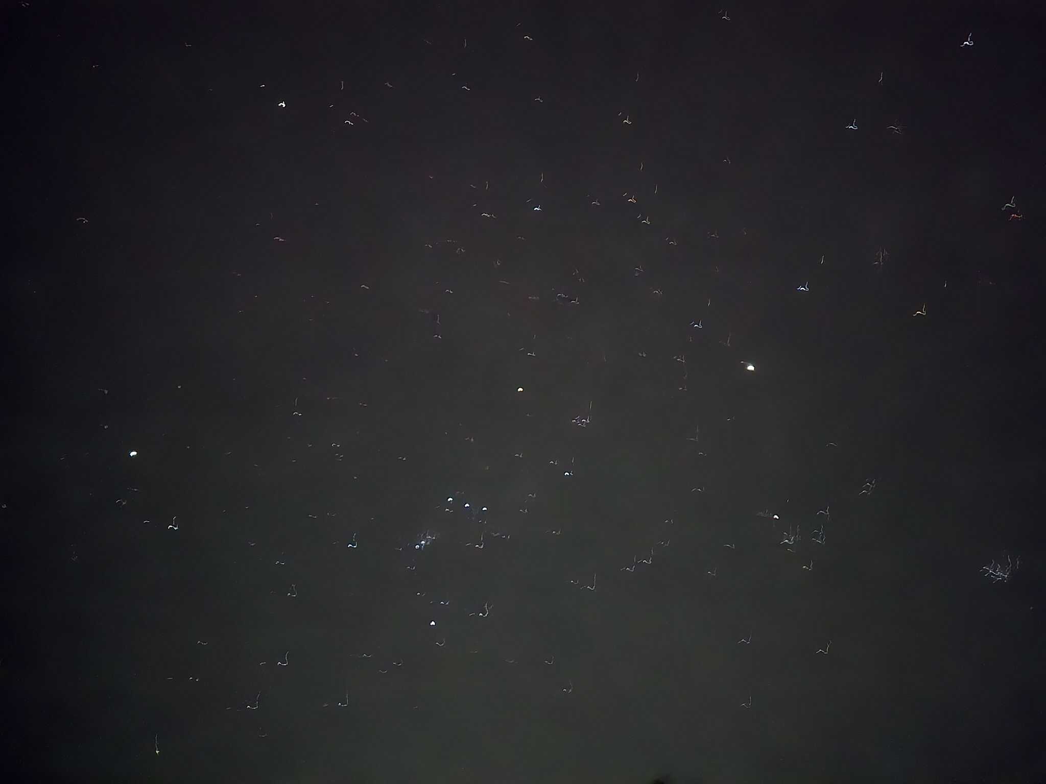 キャンプサイトからの星空