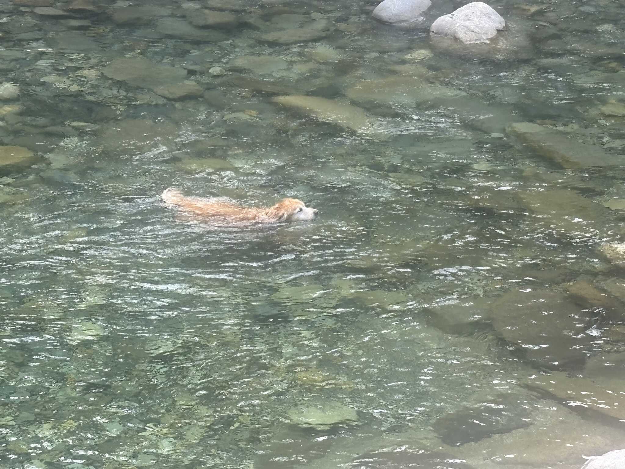 犬