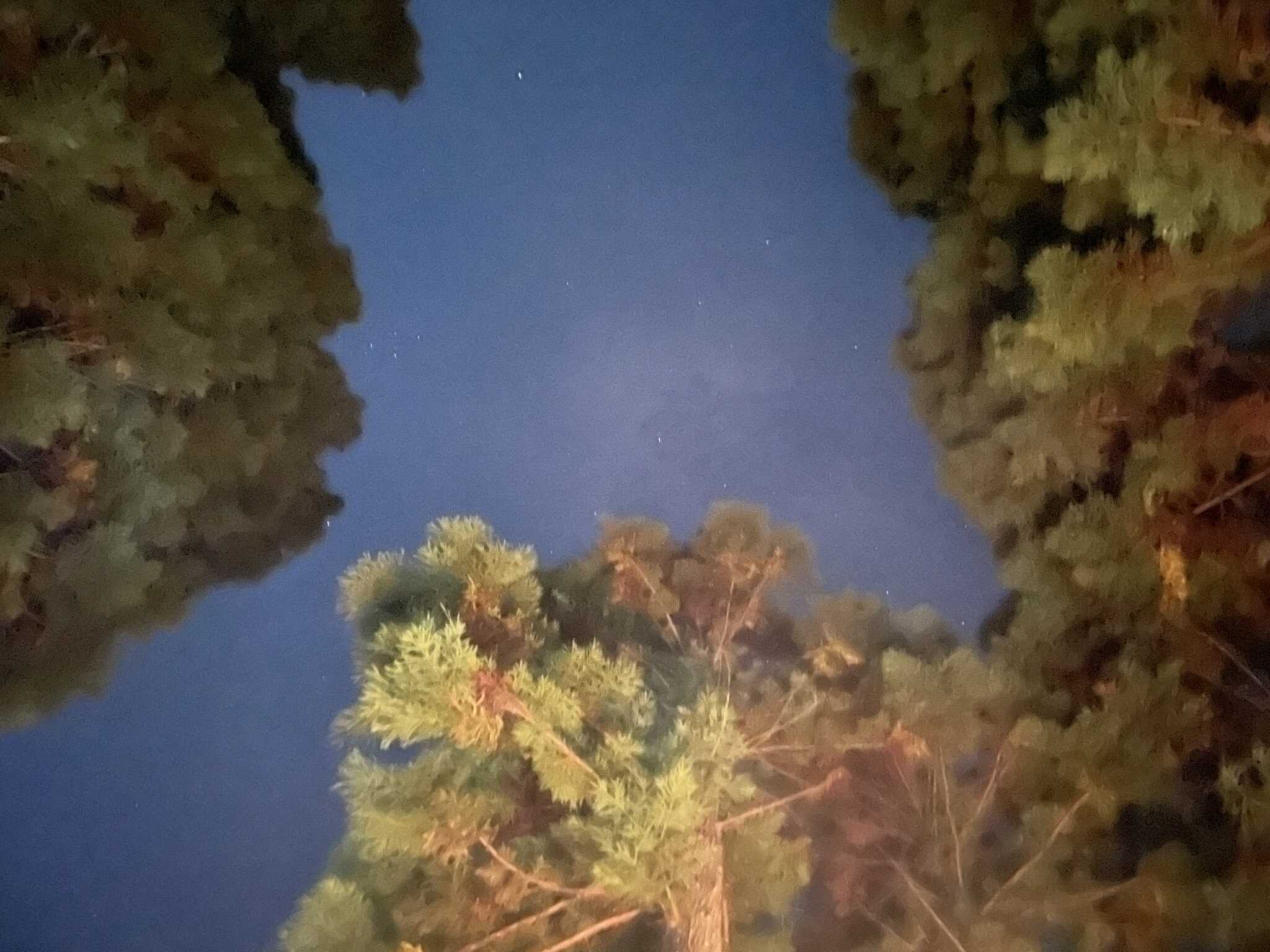 快晴、灯りもないので、満点の星空。流れる星も発見できました。