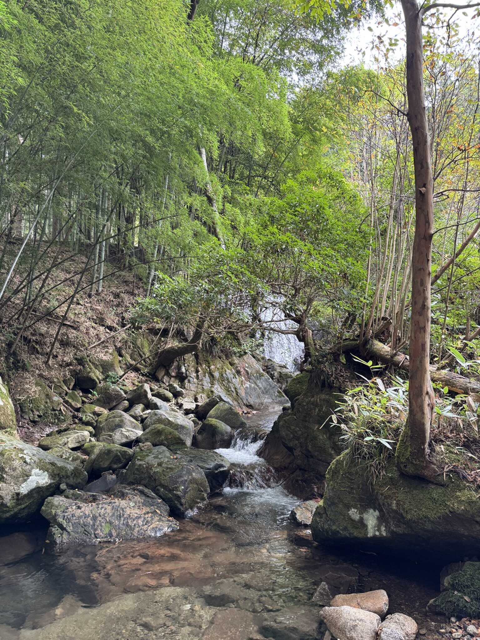 EAST FORESTサイトそばの渓流
