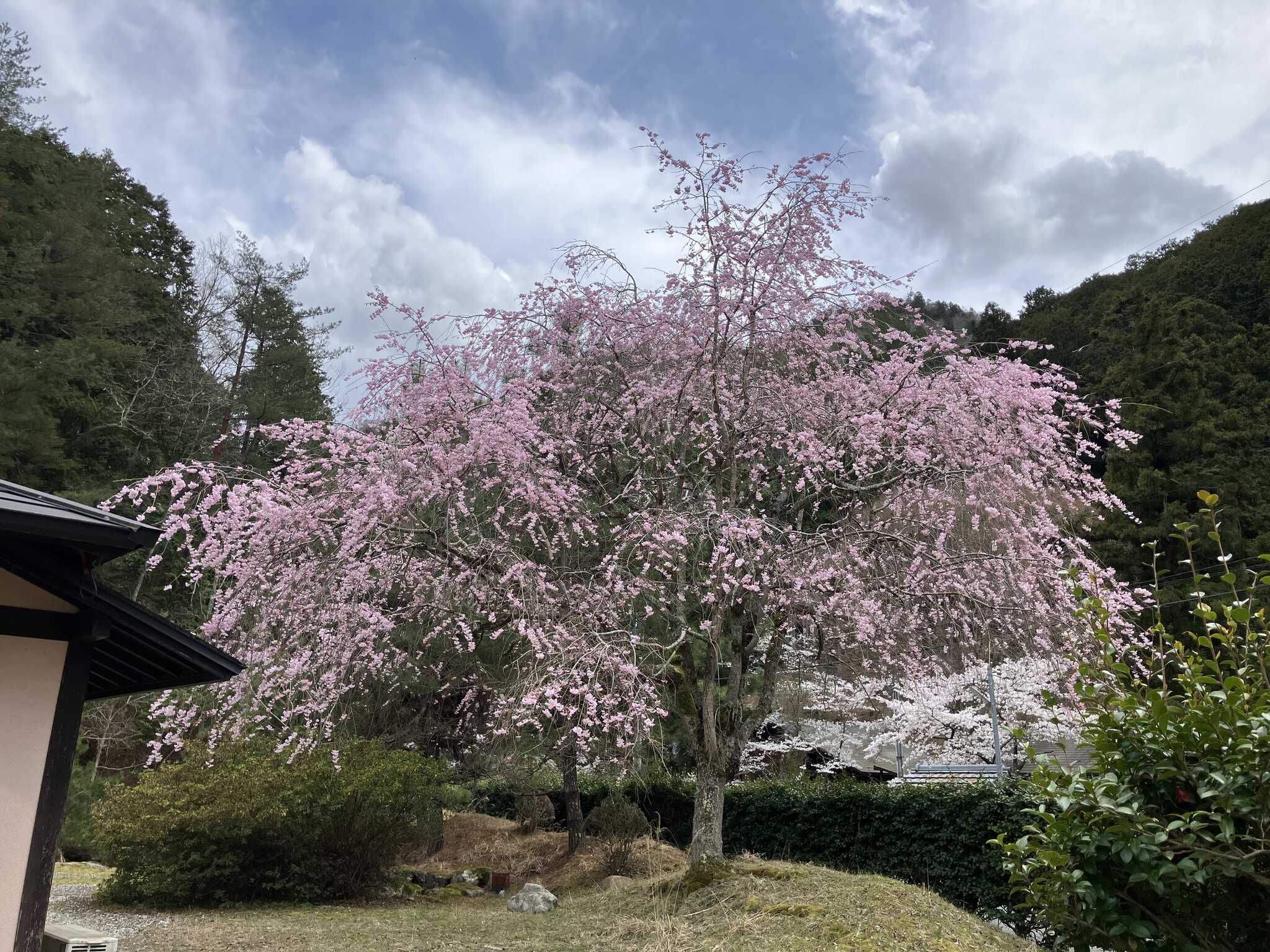 本館横の枝垂れ桜