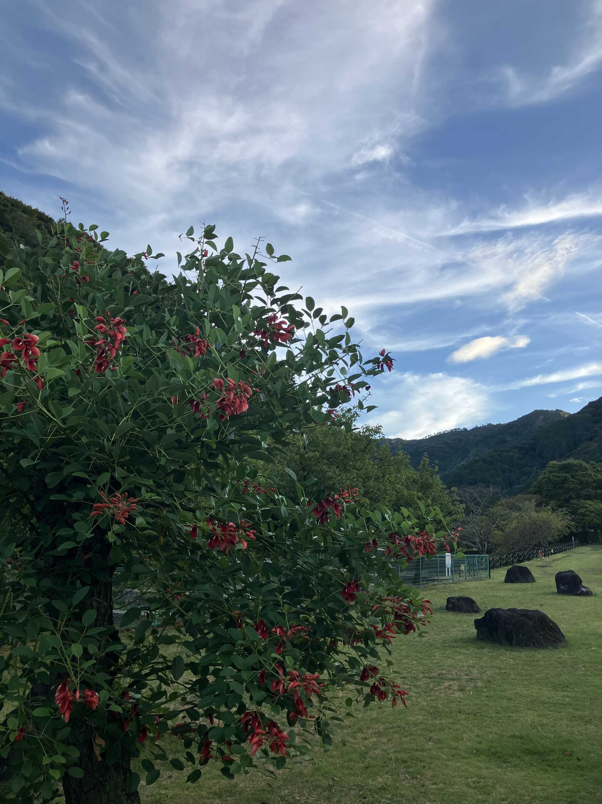 綺麗な赤