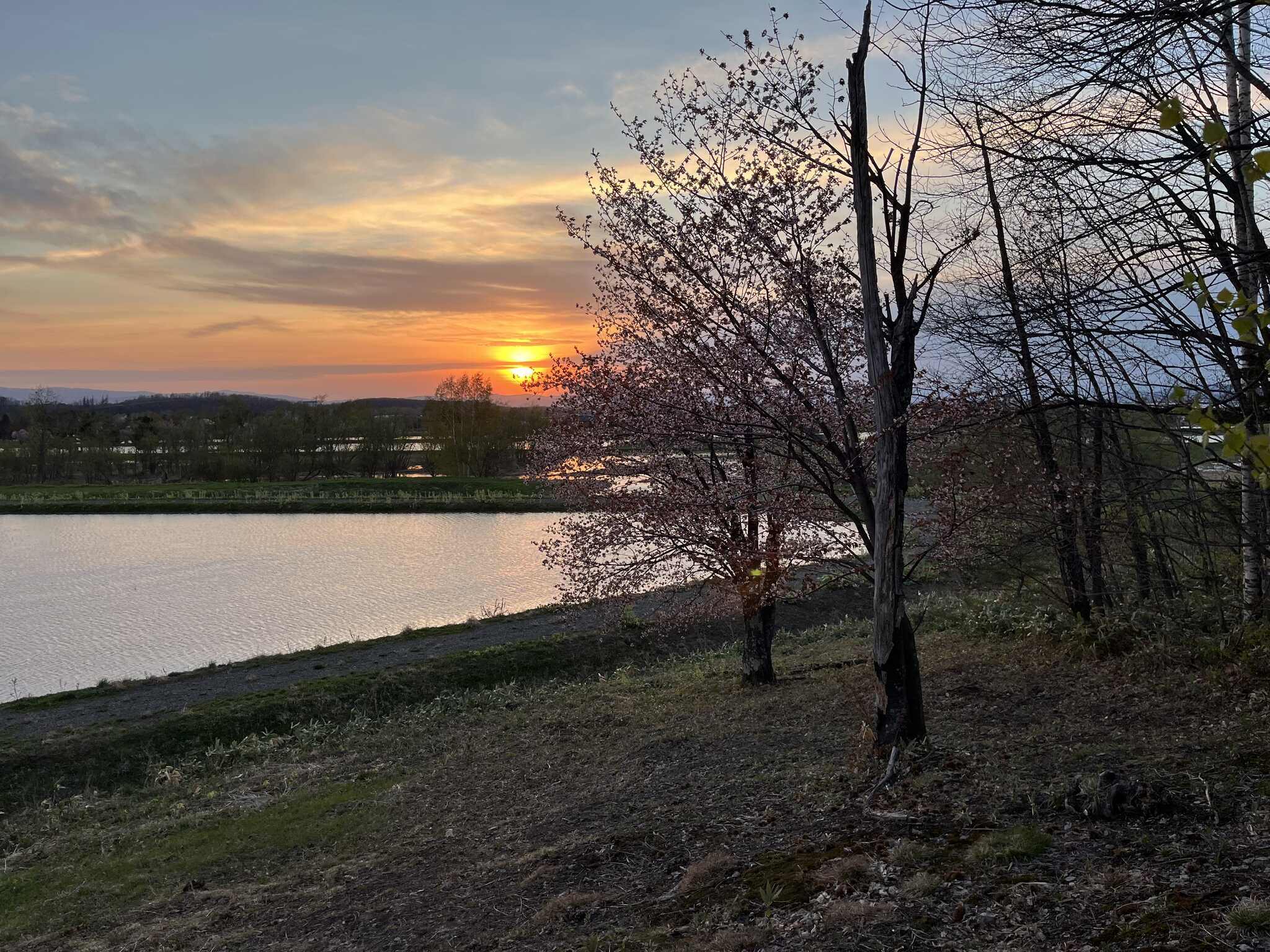 サイトから見える夕日と桜の木