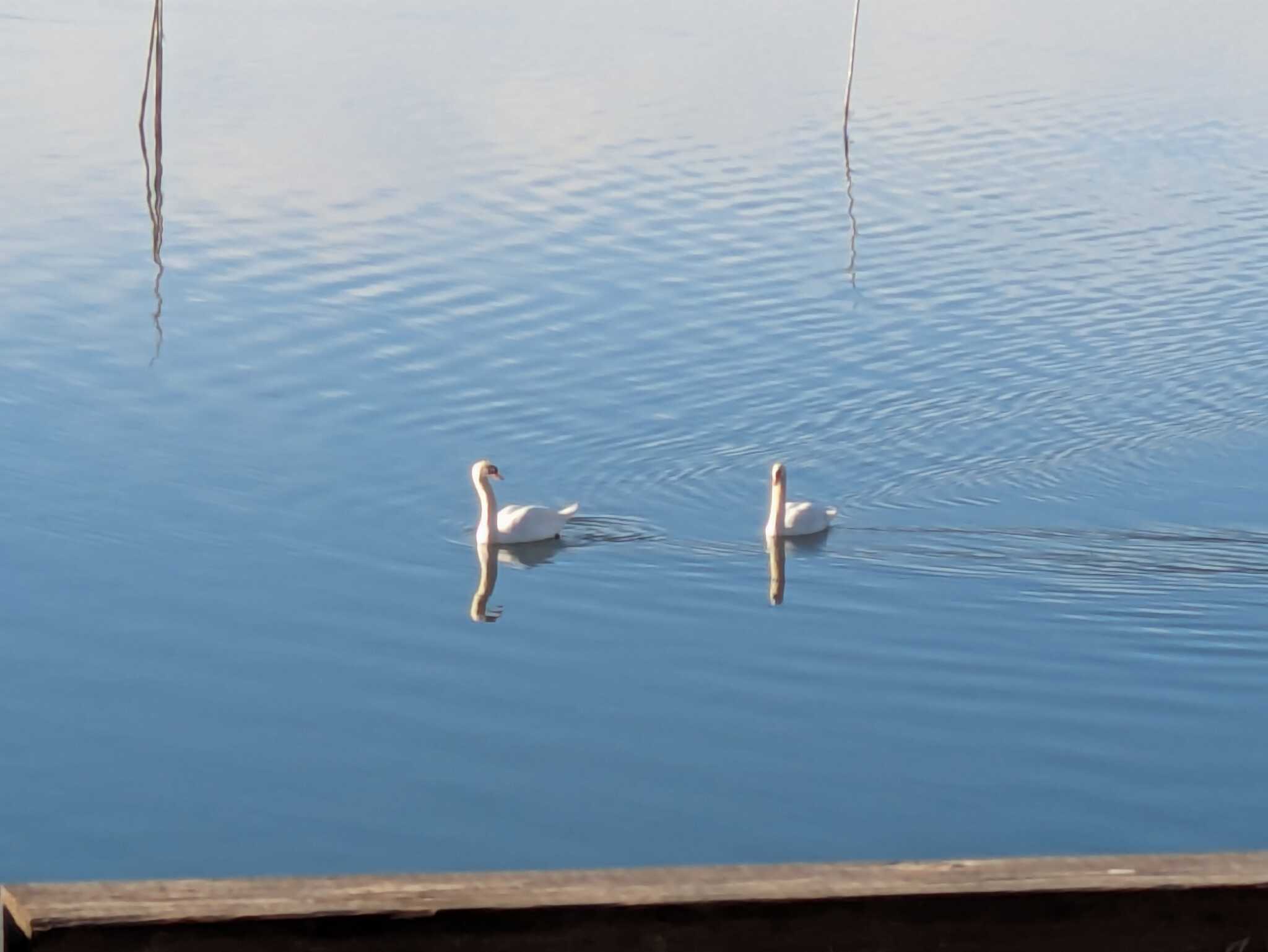 白鳥もやってくる